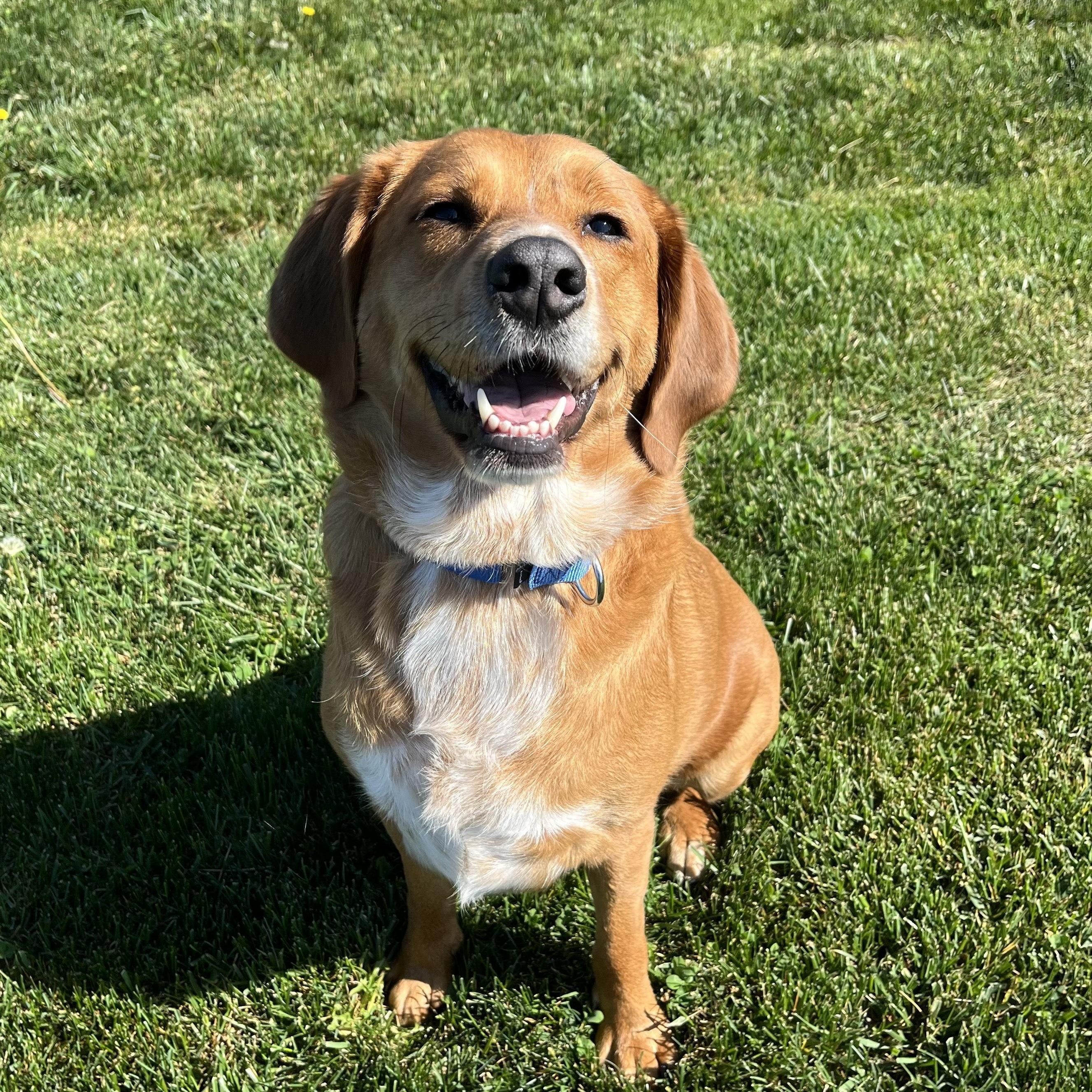 Hazel, adopted, Adult Female Mixed Breed.