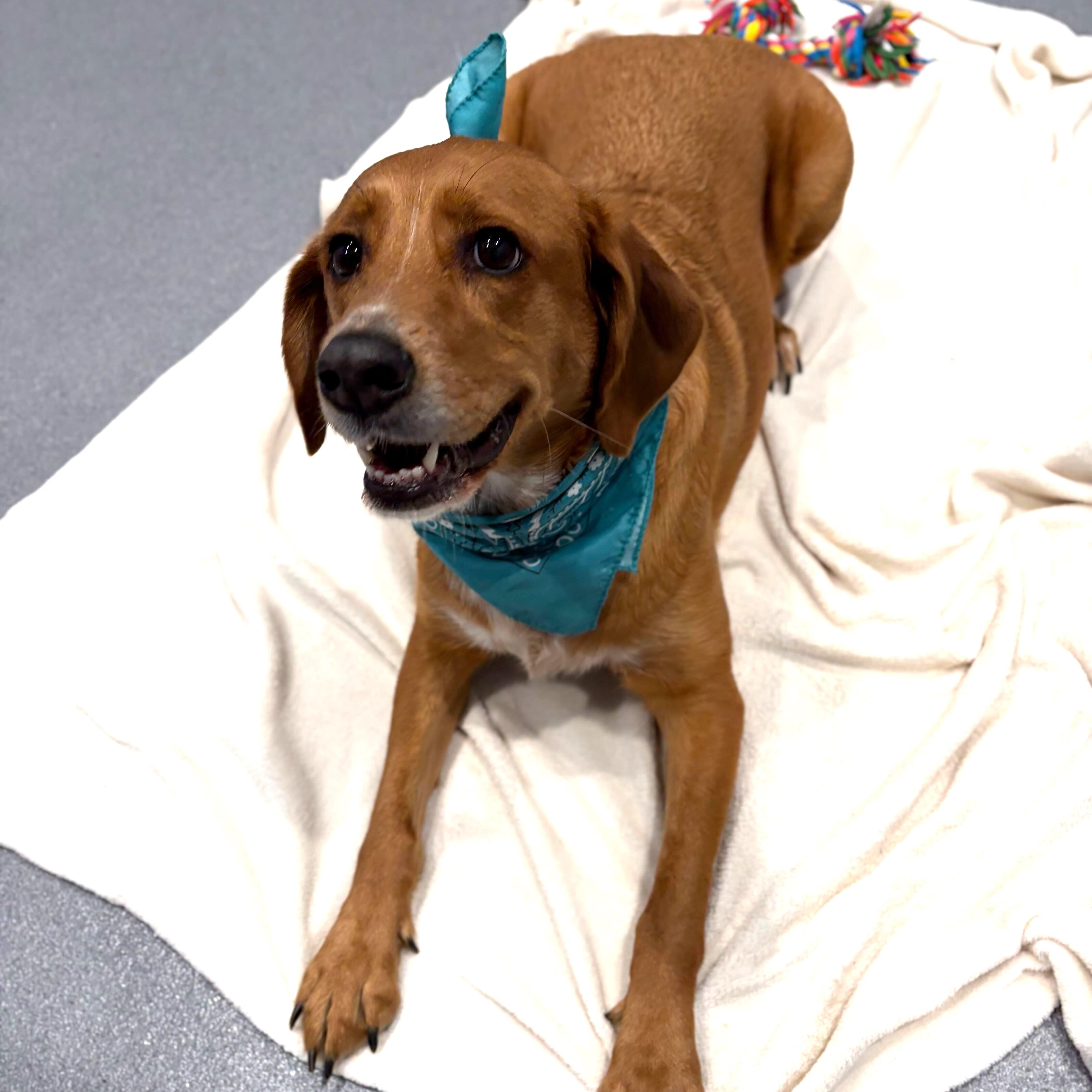 Enlarge Hazel, an adopted Mixed Breed in Canal Winchester, OH image 4/5