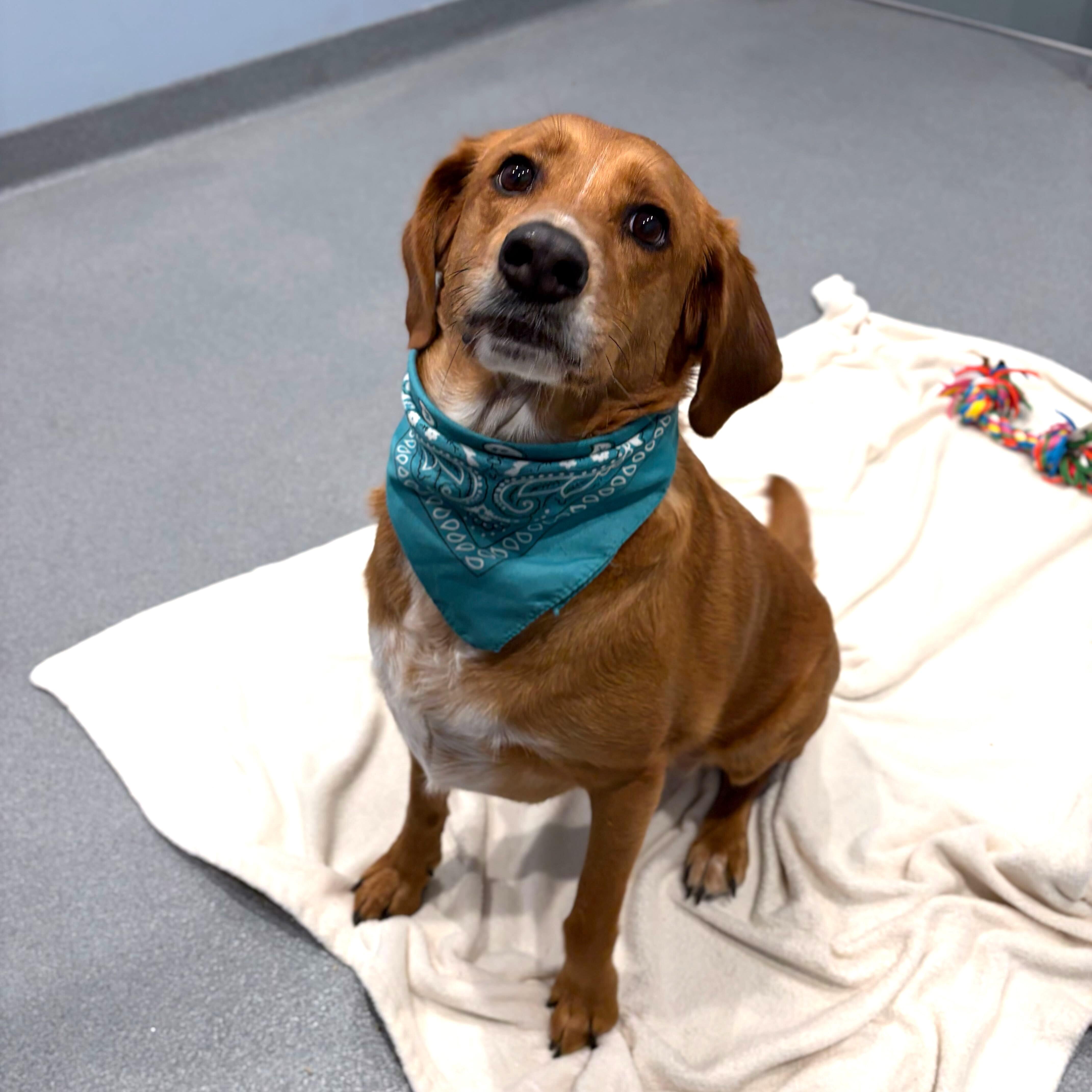 Enlarge Hazel, an adopted Mixed Breed in Canal Winchester, OH image 3/5