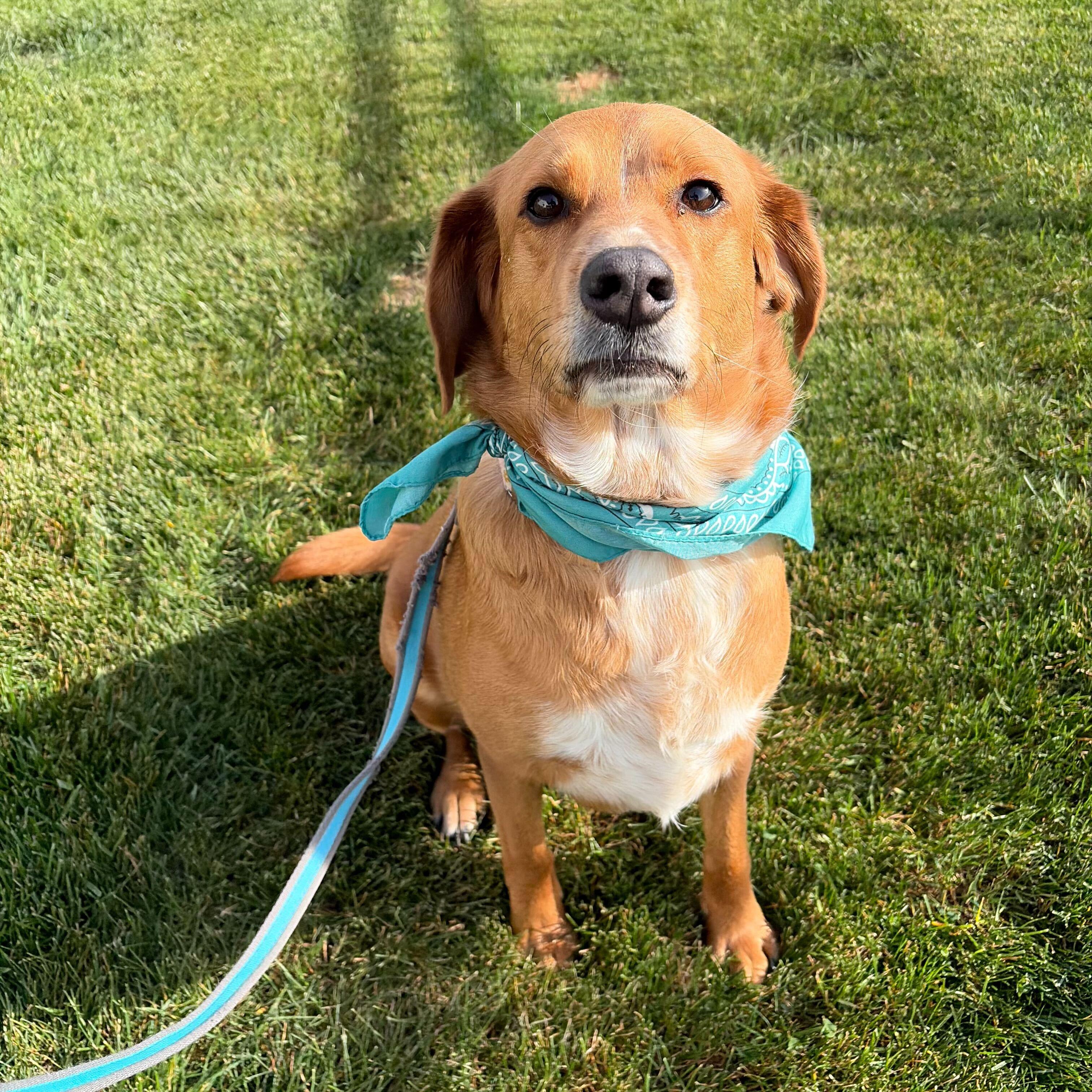 Enlarge Hazel, an adopted Mixed Breed in Canal Winchester, OH image 5/5