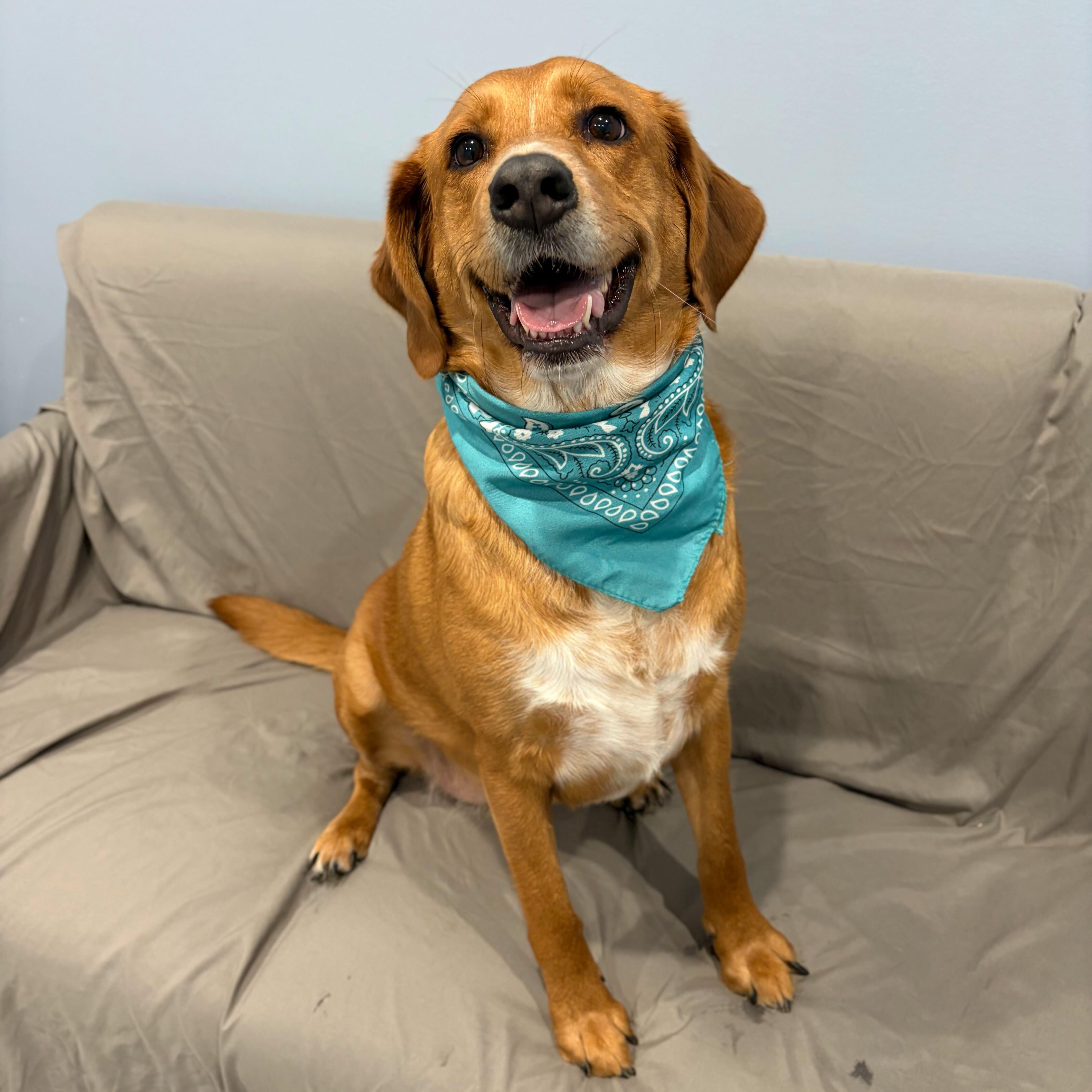 Enlarge Hazel, an adopted Mixed Breed in Canal Winchester, OH image 2/5