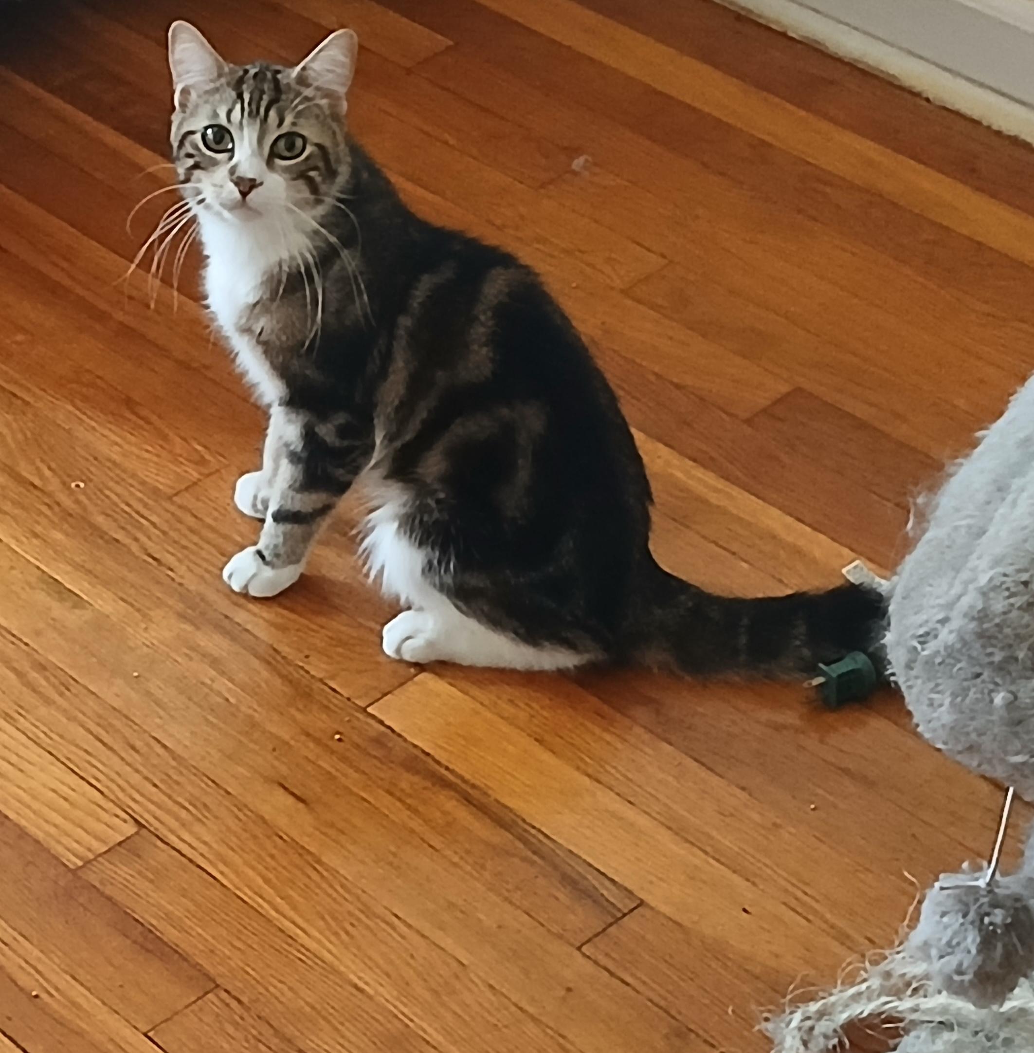 Fire *foster needed*
