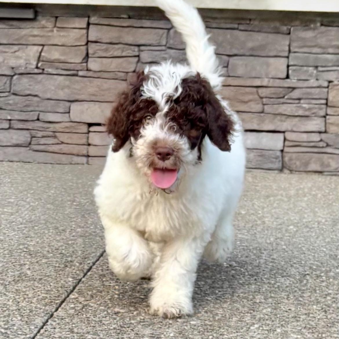 Enlarge Sammy, an adopted Labradoodle in Buffalo, NY image 6/6