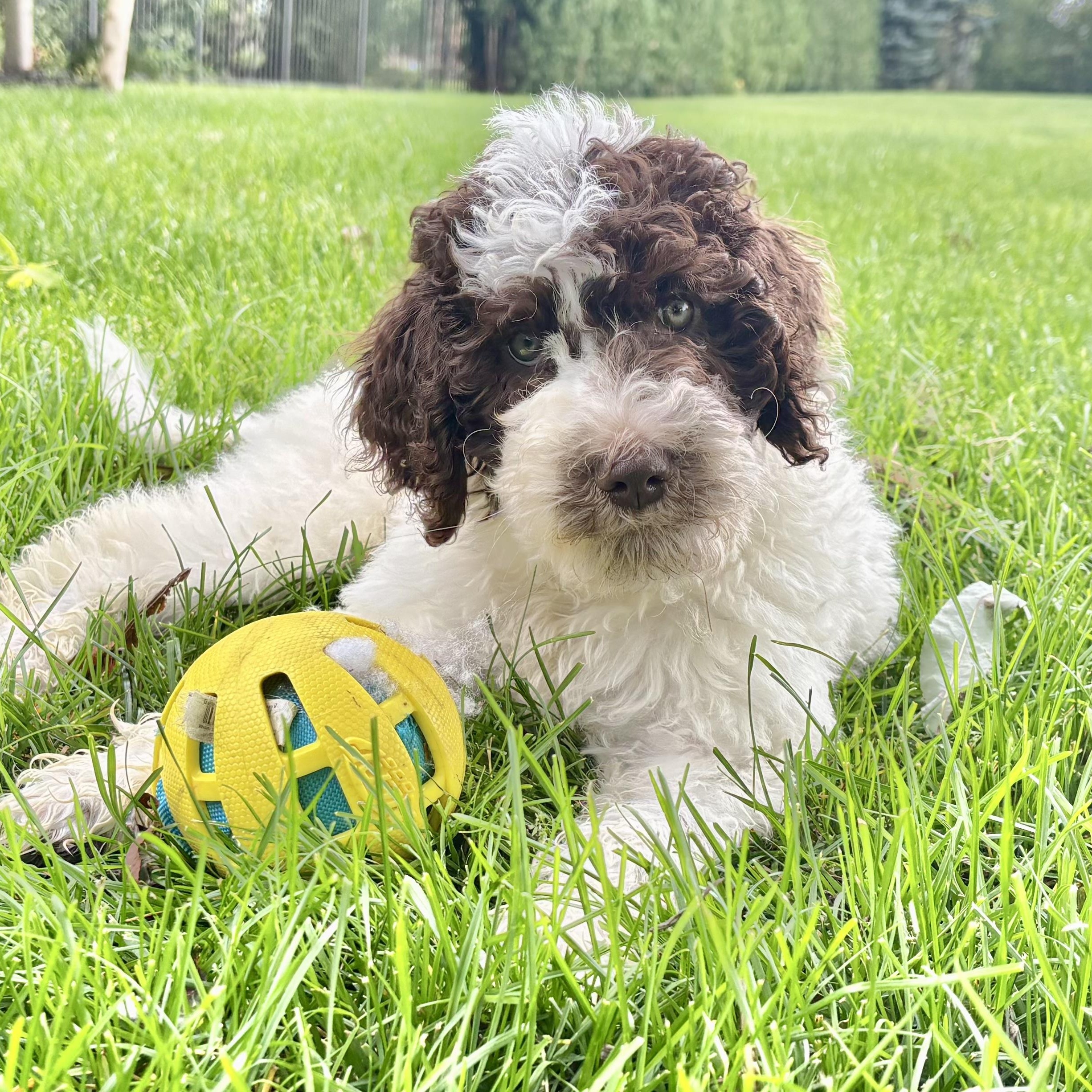 Sammy, adopted, Puppy Male Labradoodle.
