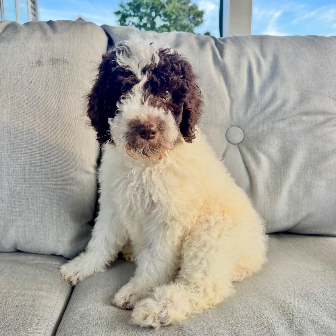 Enlarge Sammy, an adopted Labradoodle in Buffalo, NY image 2/6
