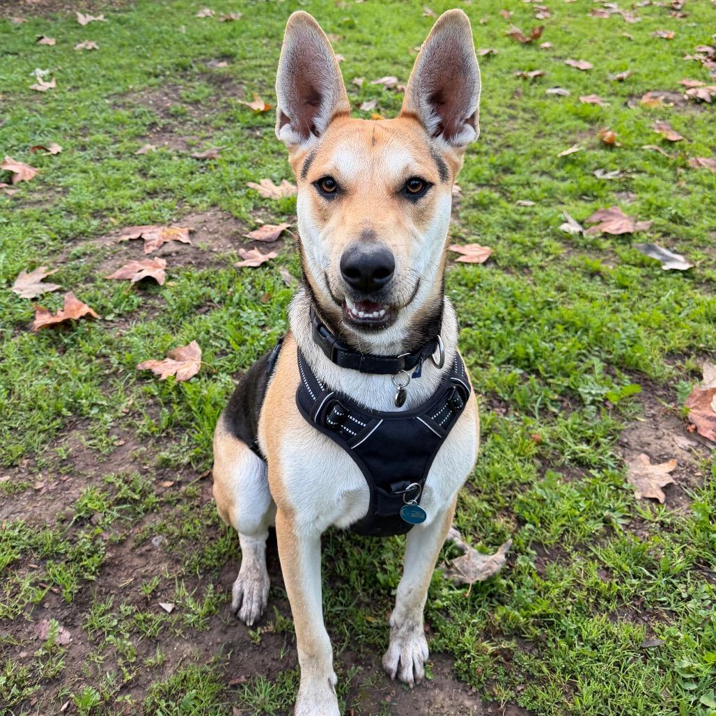 Enlarge Ace, a Adoptable mixed breed in Santa Barbara, CA image 2/6