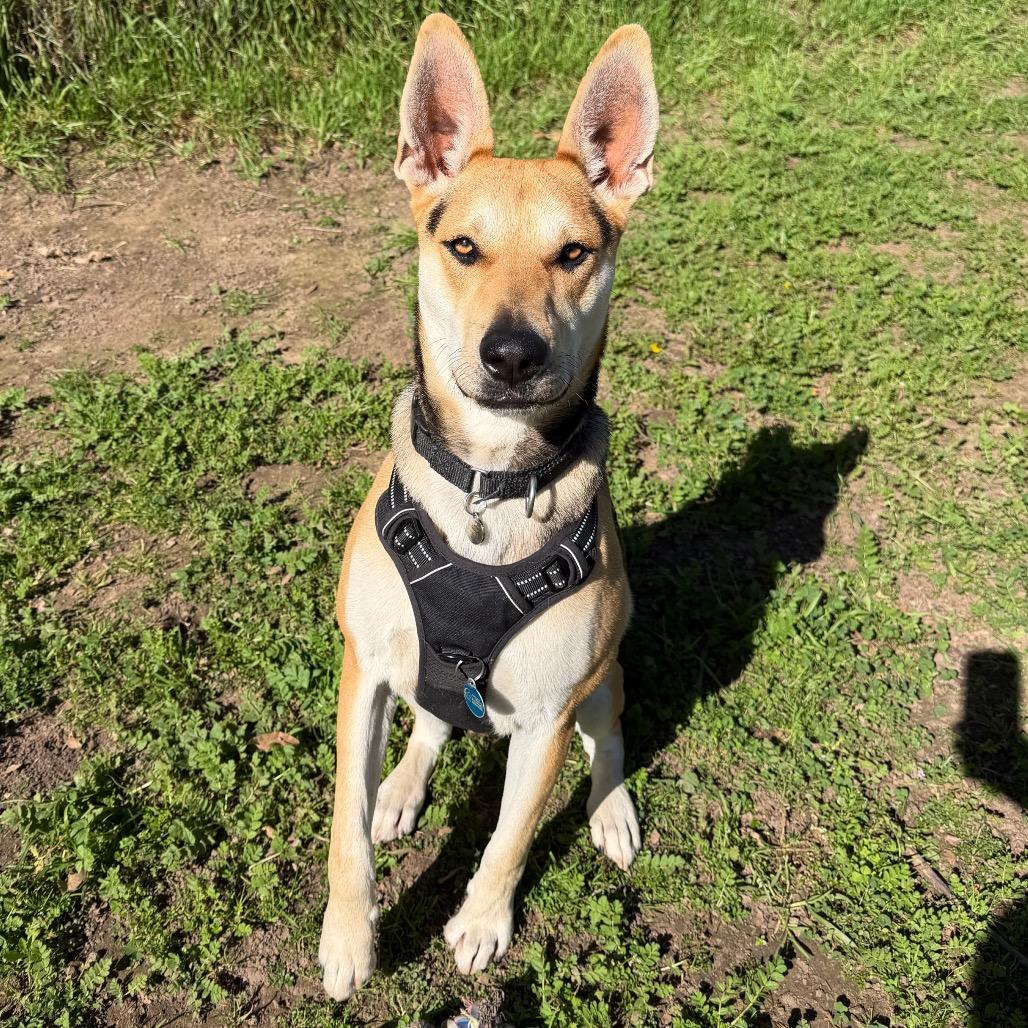 Enlarge Ace, a Adoptable mixed breed in Santa Barbara, CA image 3/6