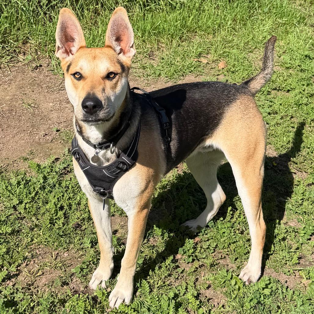 Enlarge Ace, a Adoptable mixed breed in Santa Barbara, CA image 4/6