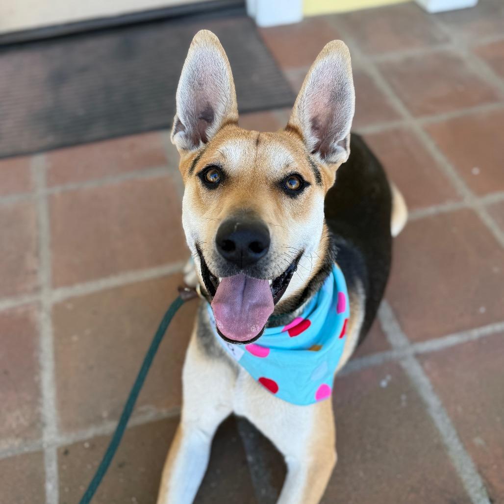 Enlarge Ace, a Adoptable mixed breed in Santa Barbara, CA image 5/6