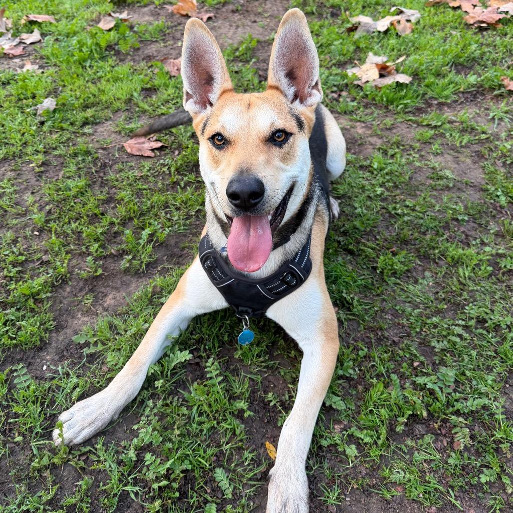 Enlarge Ace, a Adoptable mixed breed in Santa Barbara, CA image 6/6