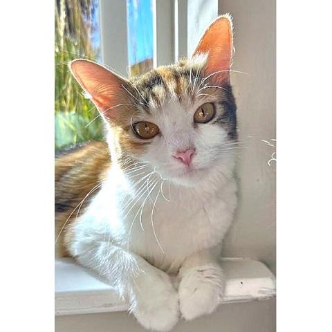 Enlarge Lauren, a Adoptable Calico in Salt Lake City, UT image 2/2