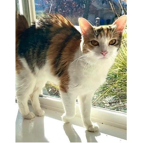 Lauren, Adoptable, Adult Female Calico.