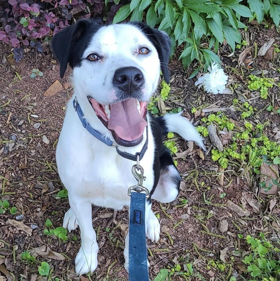 Enlarge Sniffer, a ADOPTABLE mixed breed in Cumming, GA image 2/2