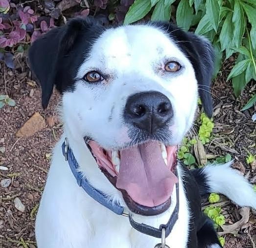 Enlarge Sniffer, a ADOPTABLE mixed breed in Cumming, GA image 1/2