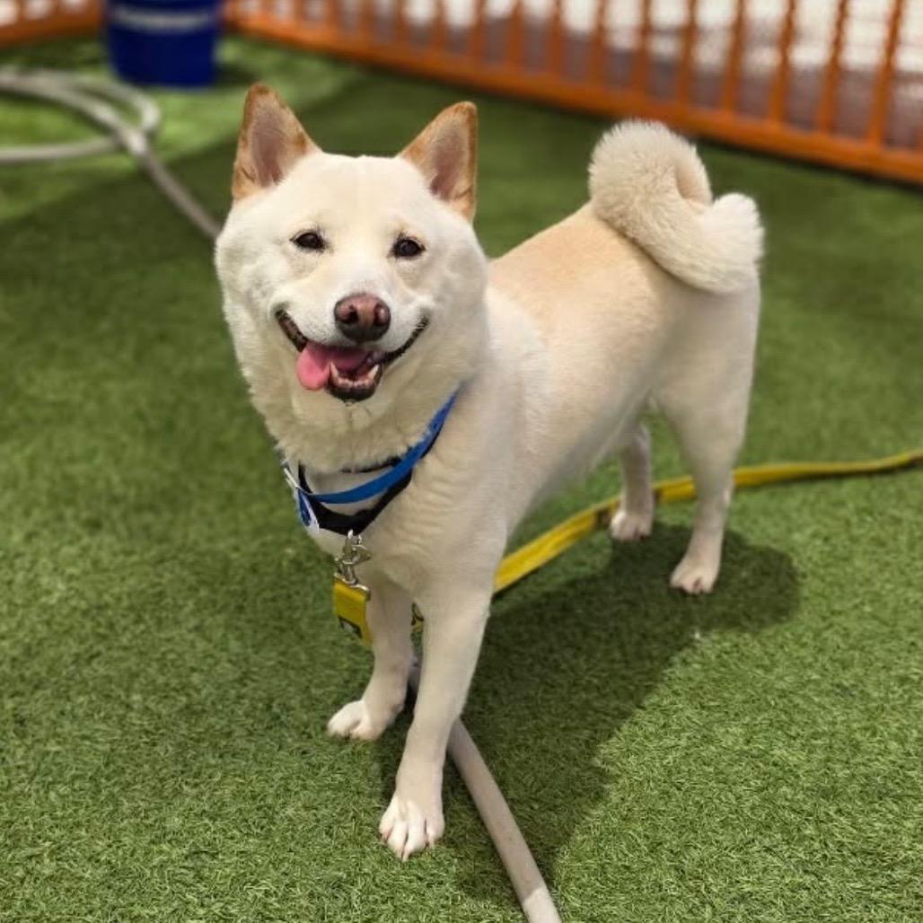 Enlarge Shiro, a Adoptable Shiba Inu in Las Vegas, NV image 1/1