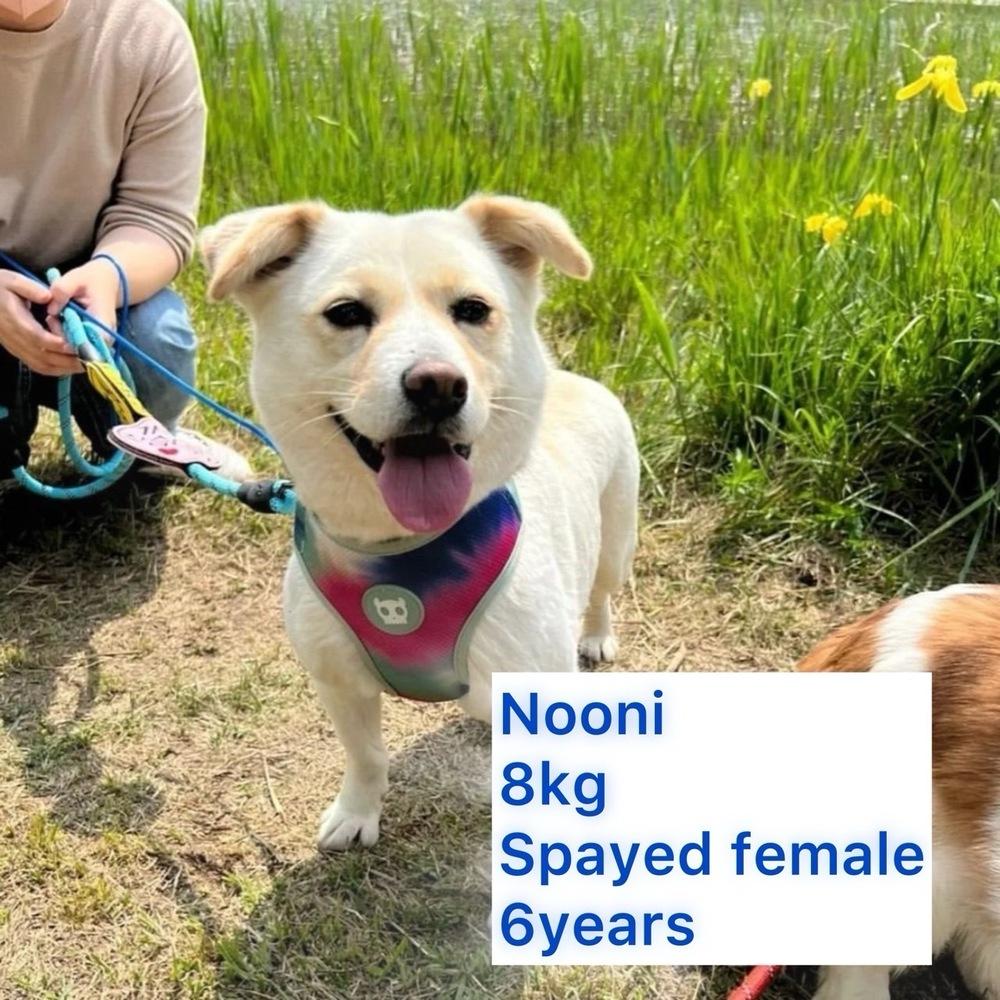 Enlarge NOONI, a Adoptable Jindo in Long Island City, NY image 1/1