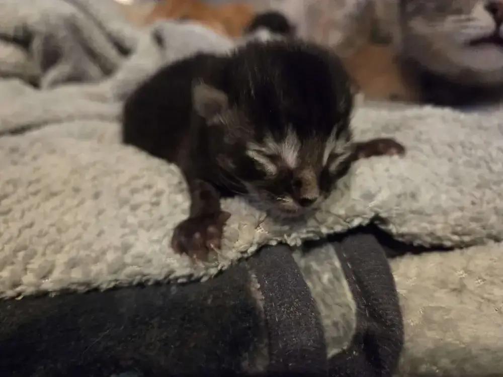 Adonis, Adoptable, Kitten Male Domestic Short Hair.