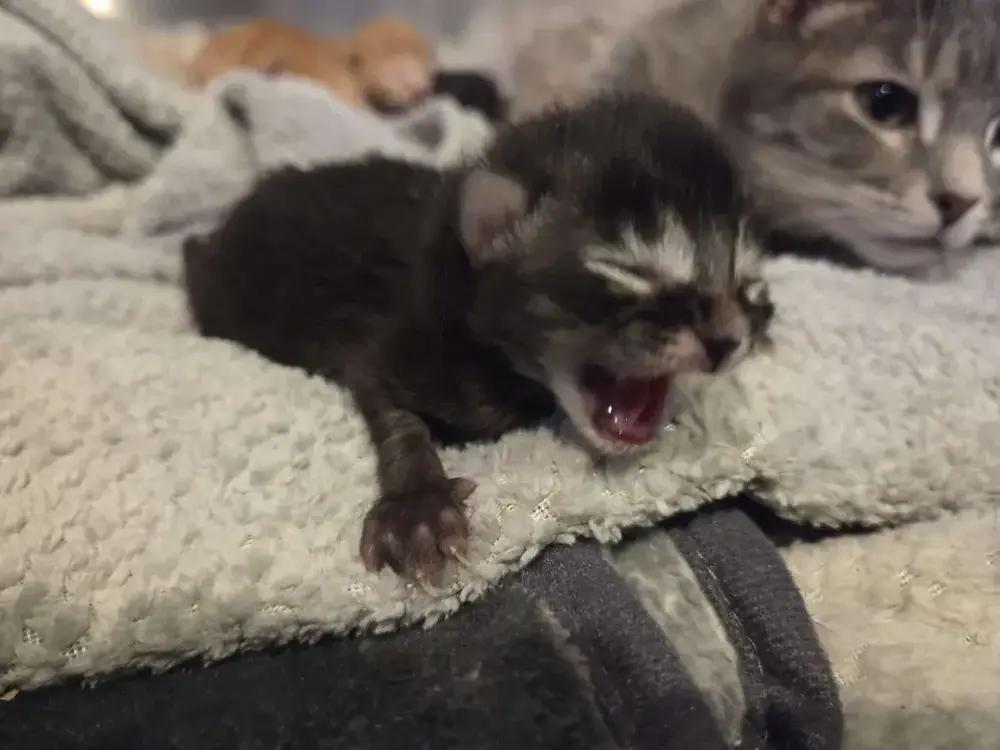 Enlarge Adonis, a Adoptable Domestic Short Hair in Grand Rapids, MI image 2/3