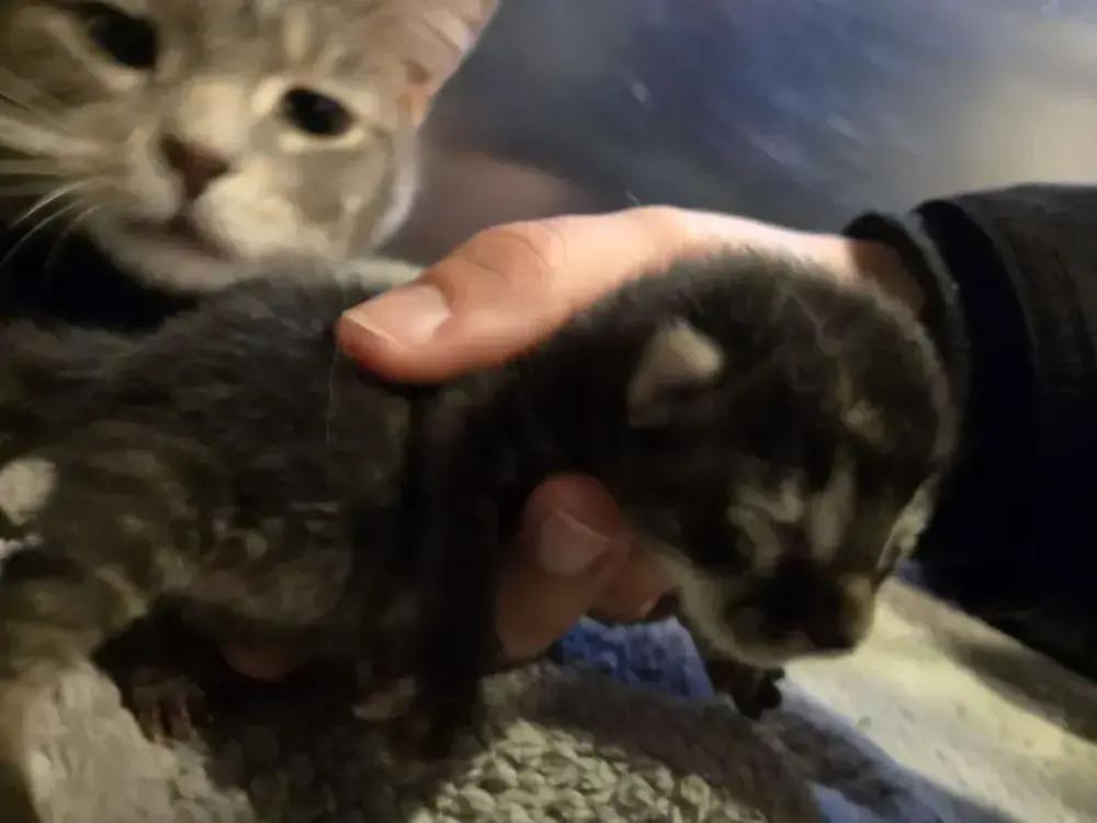 Enlarge Adonis, a Adoptable Domestic Short Hair in Grand Rapids, MI image 3/3