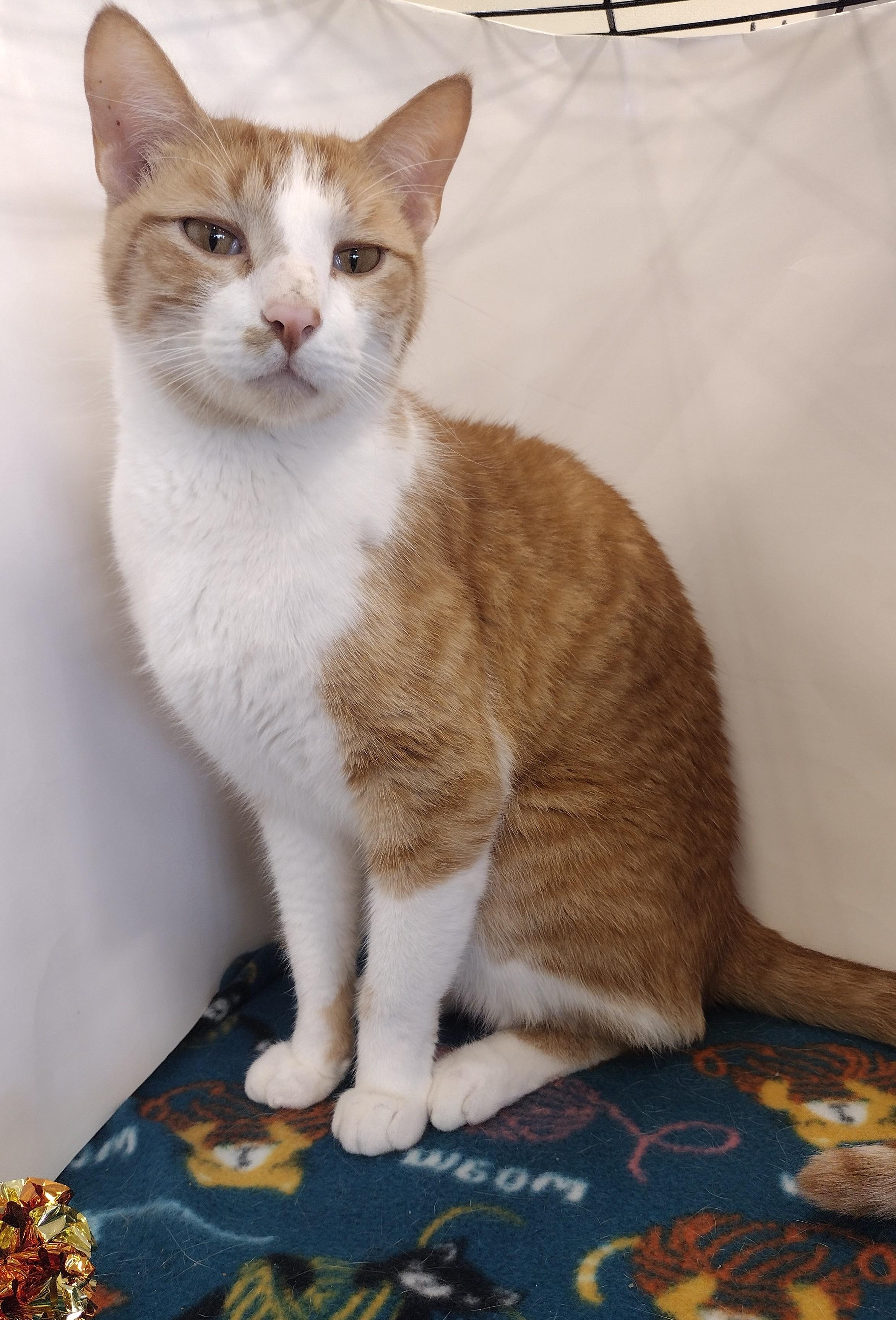 Rusty, Adopted, Adult Male American Shorthair.