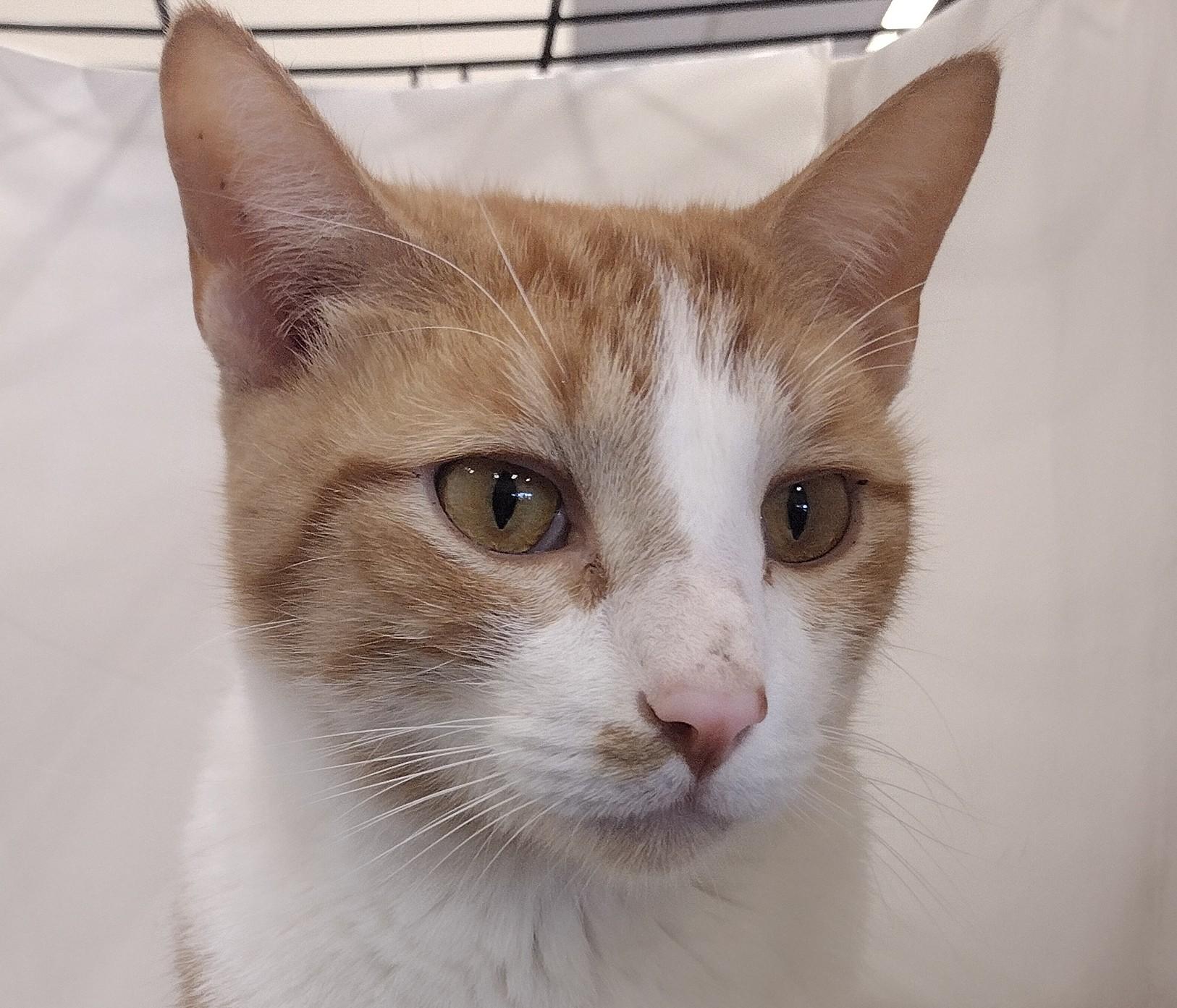 Enlarge Rusty, a Adopted American Shorthair in Bedford, TX image 2/2