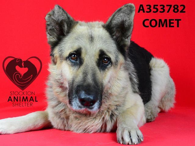 COMET, Adoptable, Adult Male German Shepherd Dog.
