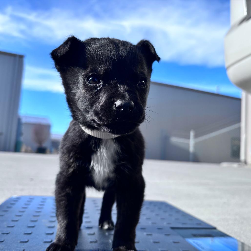 Enlarge Peter- White collar, a Adoptable Mixed Breed in Bismarck, ND image 1/1