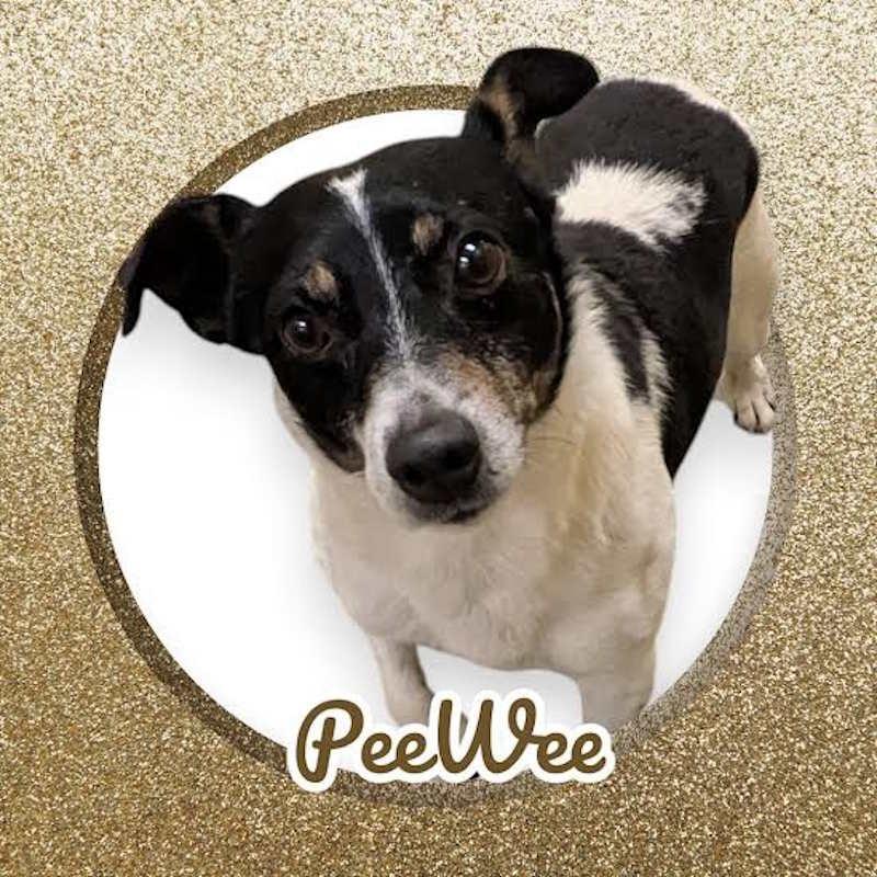 Pee Wee, adopted, Adult Male Rat Terrier.