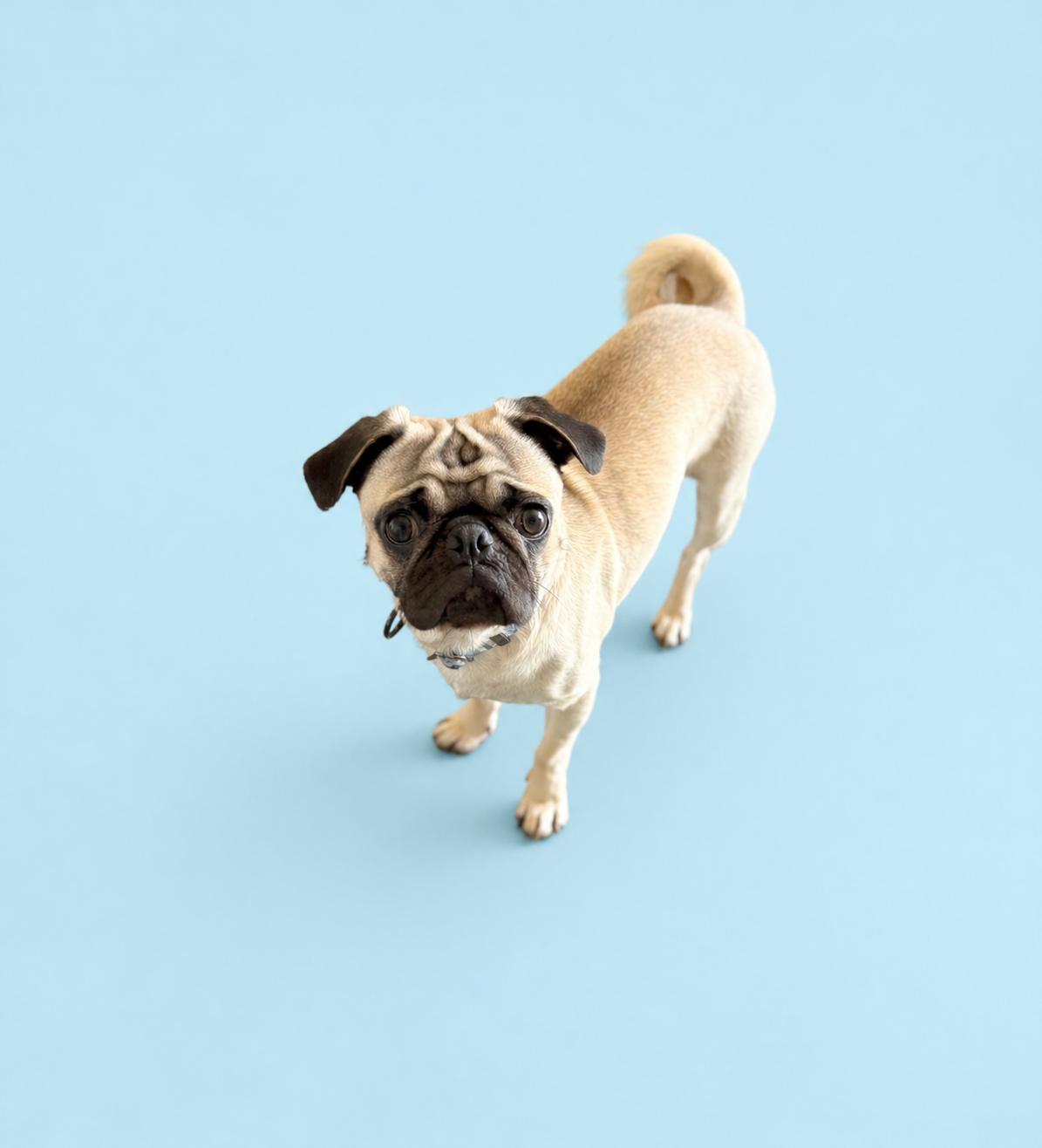 Noah, adopted, Young Male Pug.