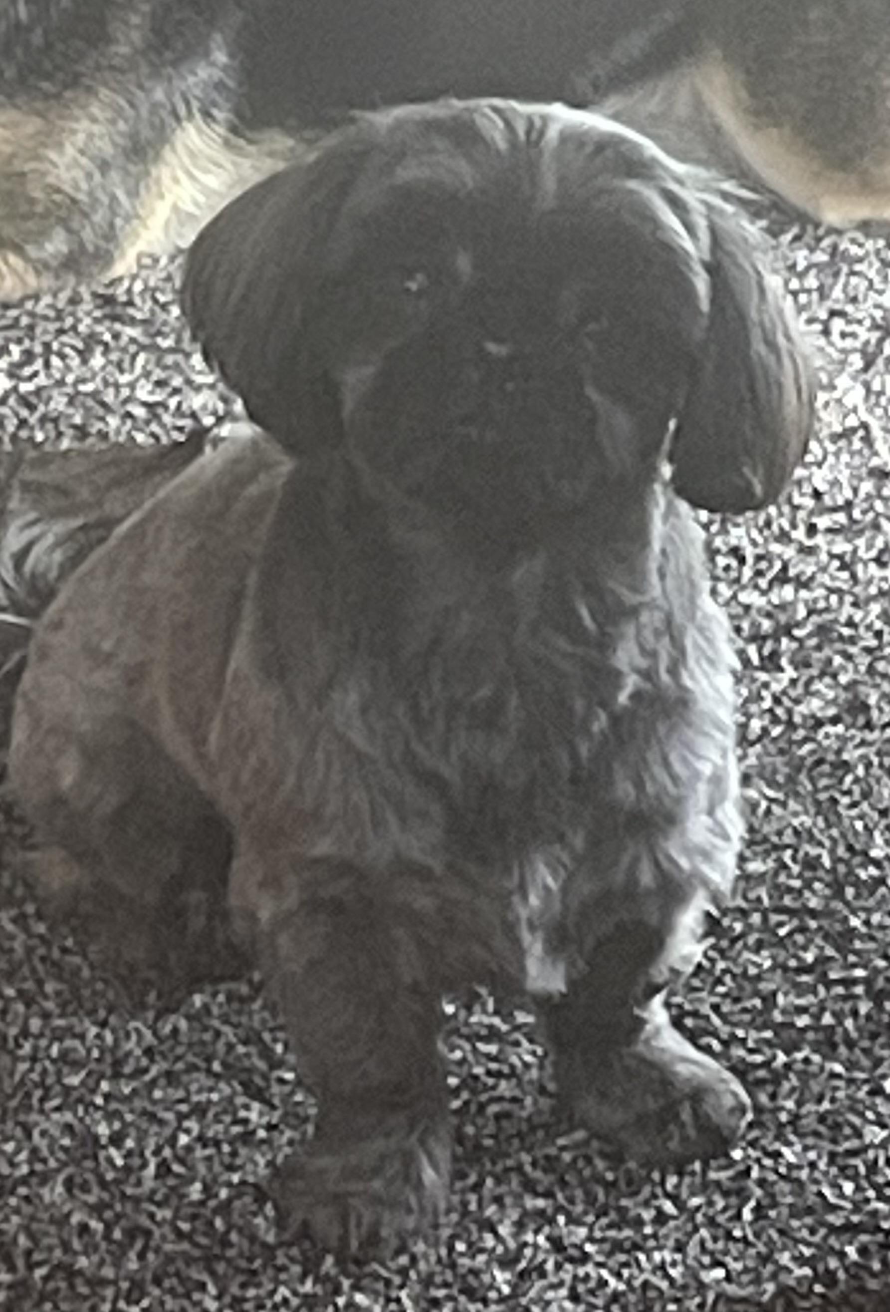 Java, a ADOPTABLE Shih Tzu in Bonney Lake, WA image 4/4