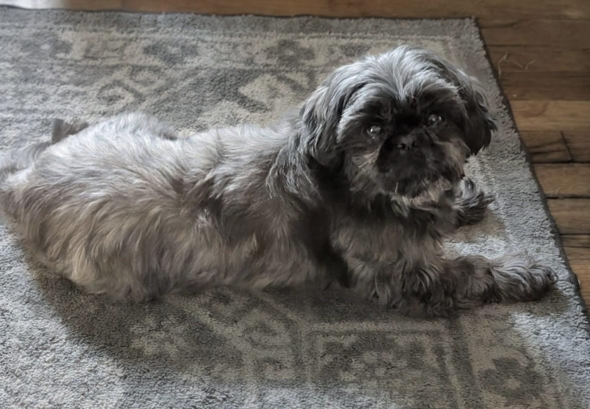 Java, a ADOPTABLE Shih Tzu in Bonney Lake, WA image 2/4