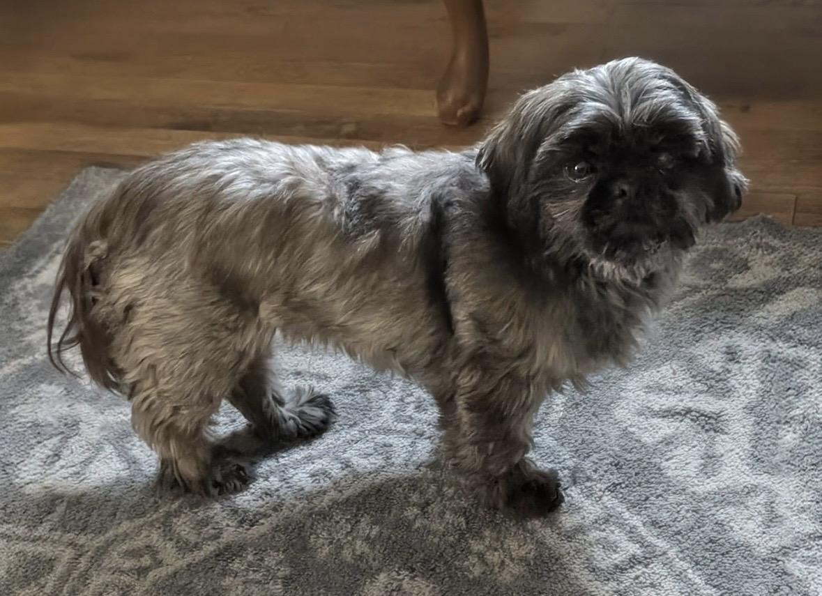 Java, a ADOPTABLE Shih Tzu in Bonney Lake, WA image 3/4