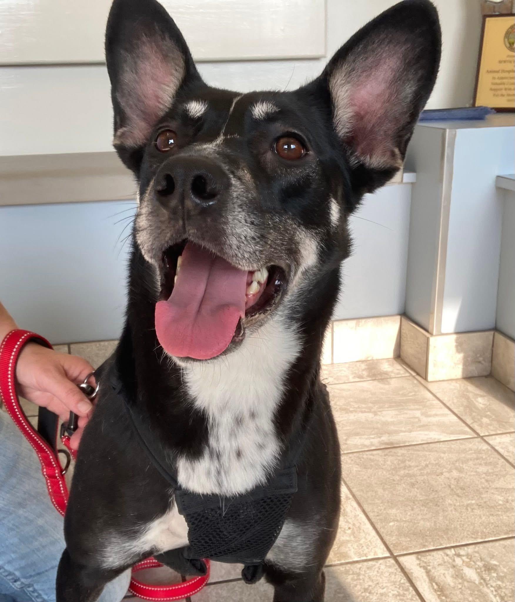 Molly Socks, a Adoptable mixed breed in Morganton, NC image 1/2