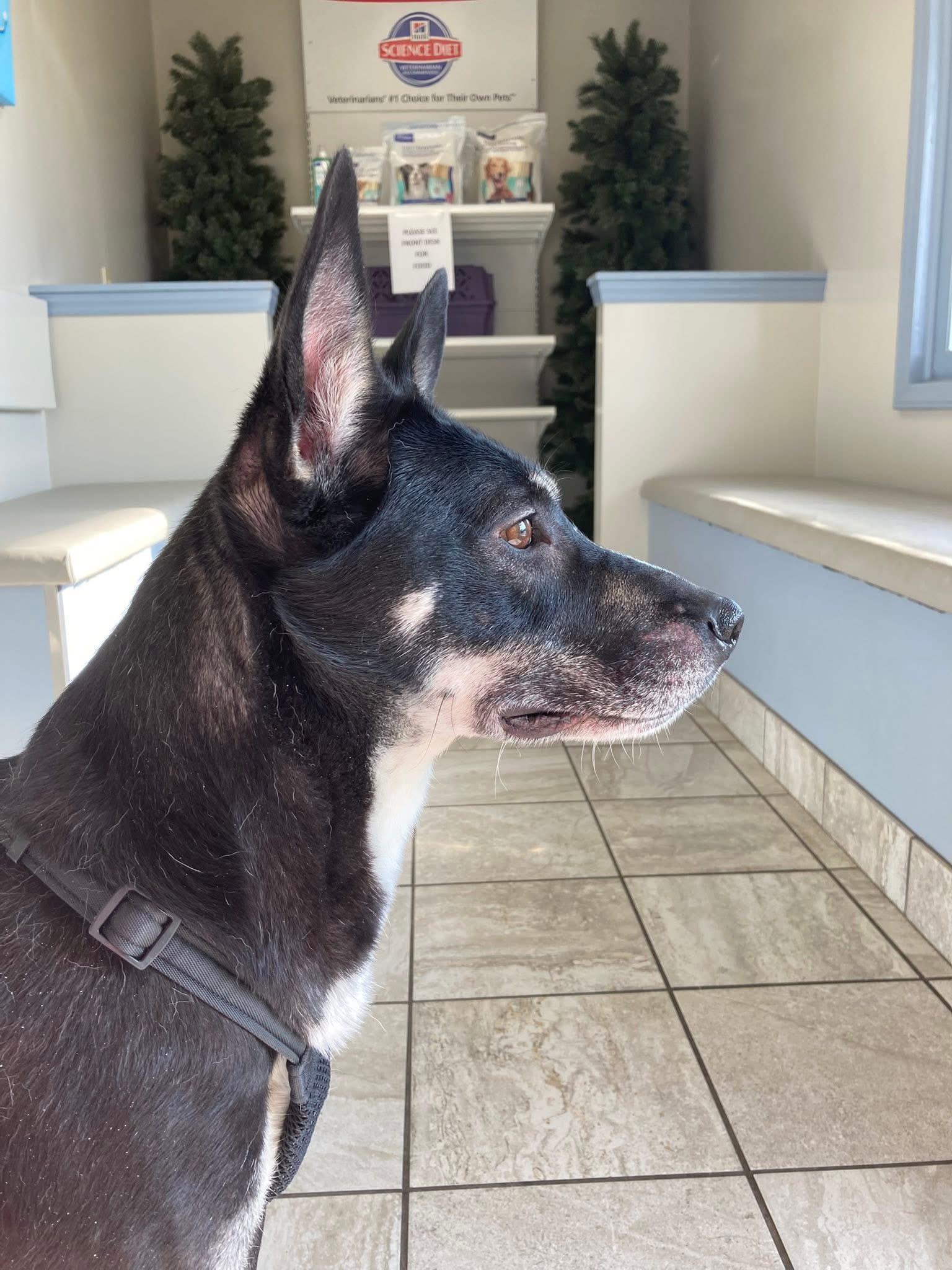 Molly Socks, Adoptable, Adult Female German Shepherd Dog.