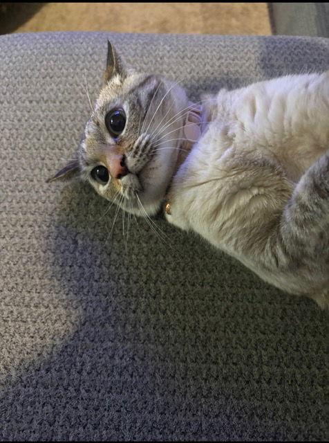 Opossum, Adopted, Adult Female Siamese & Domestic Short Hair.