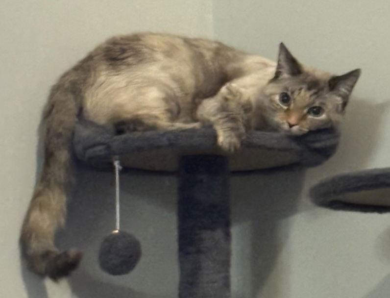 Enlarge Opossum, a Adopted mixed breed in Buford, GA image 2/3