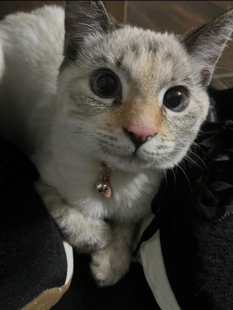 Enlarge Opossum, a Adopted mixed breed in Buford, GA image 3/3