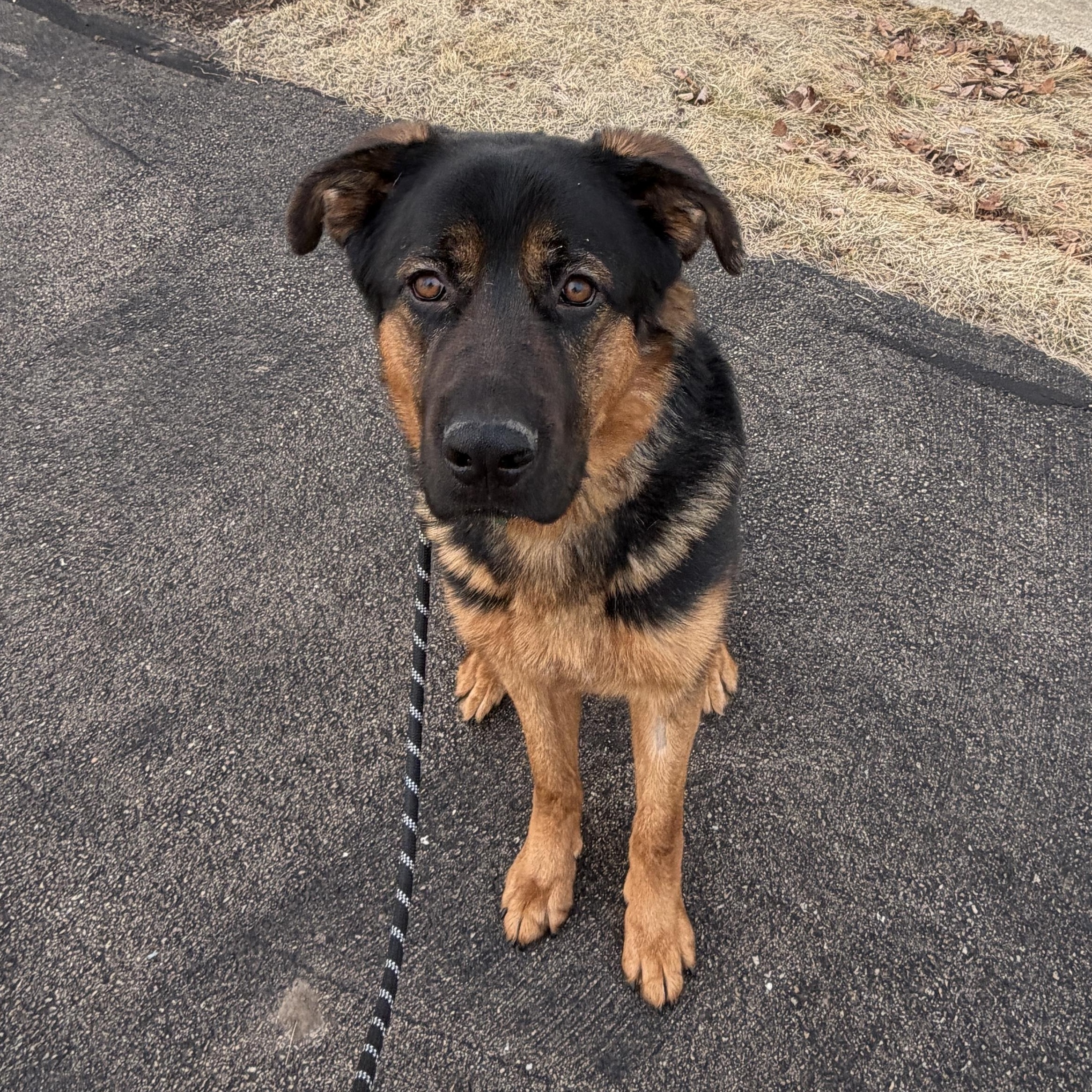Budweiser, ADOPTABLE, Adult Male Rottweiler & German Shepherd Dog.