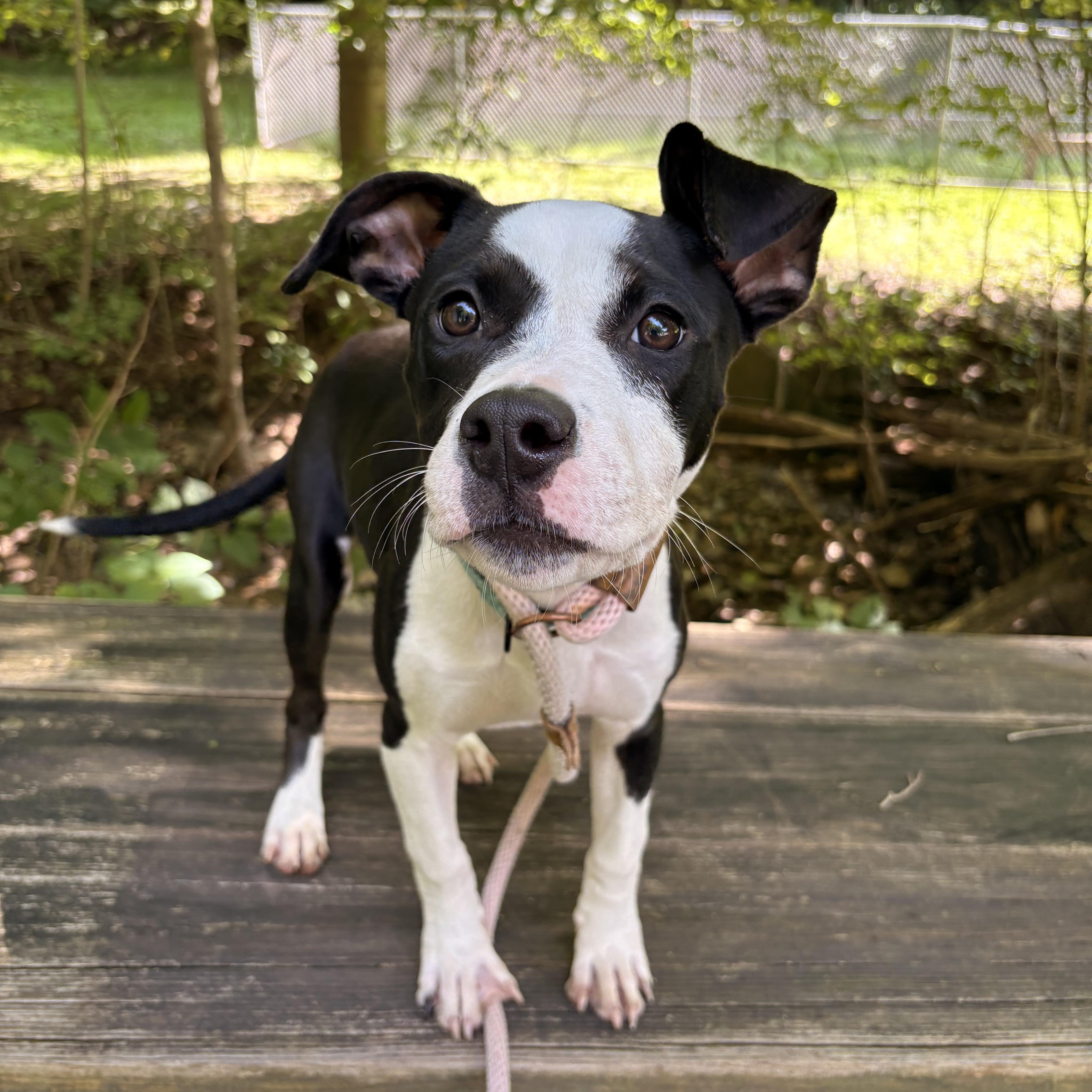 Panda, Adopted, Puppy Female Pit Bull Terrier.