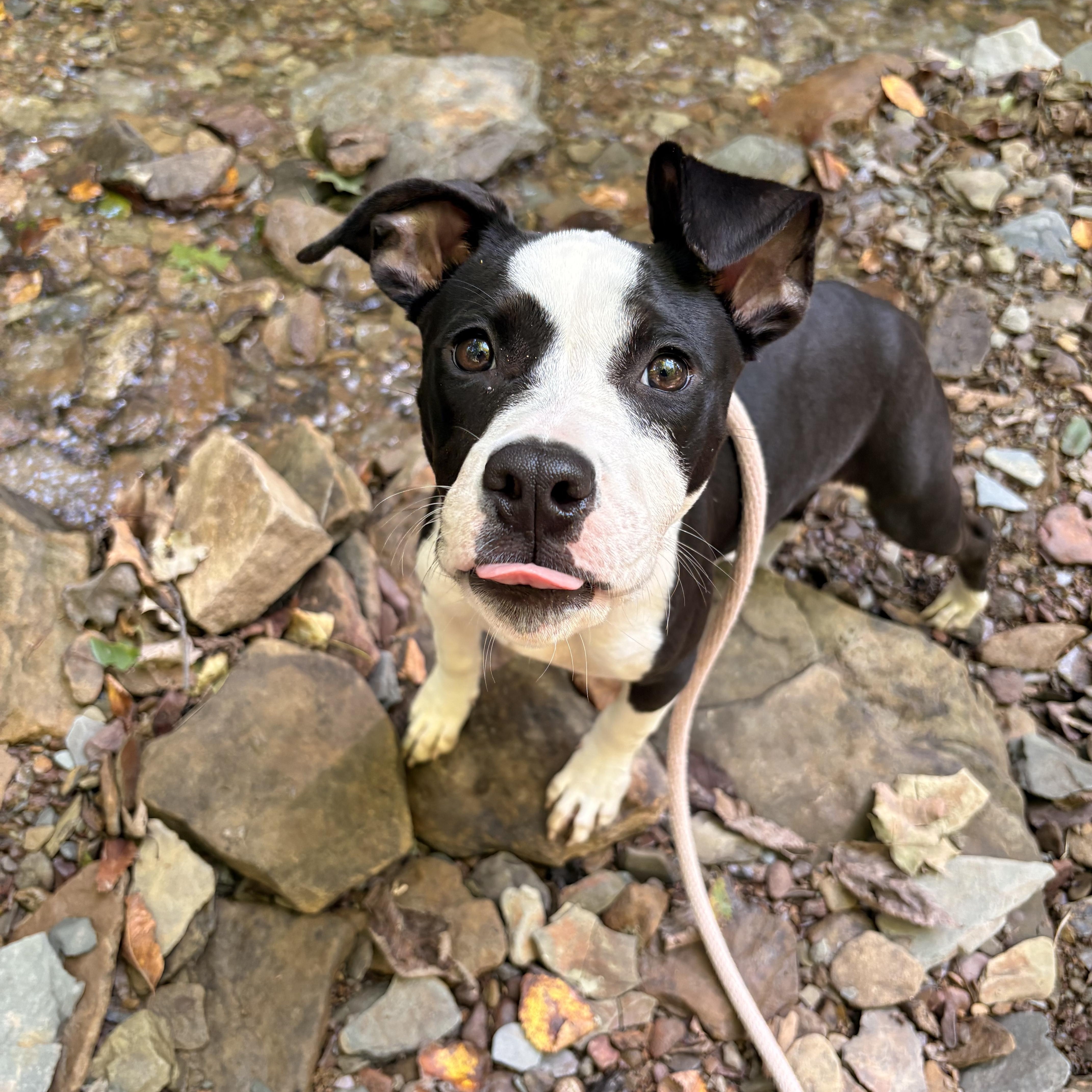 Enlarge Panda, a Adopted mixed breed in White Oak, PA image 2/6