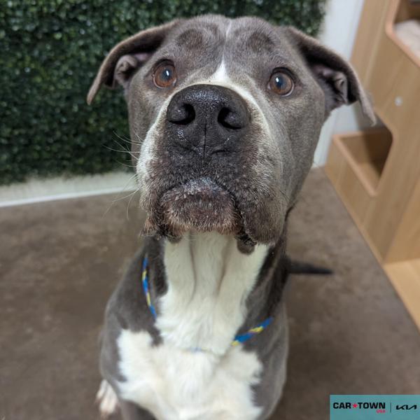 Darling, Adoptable, Adult Female Pit Bull Terrier.