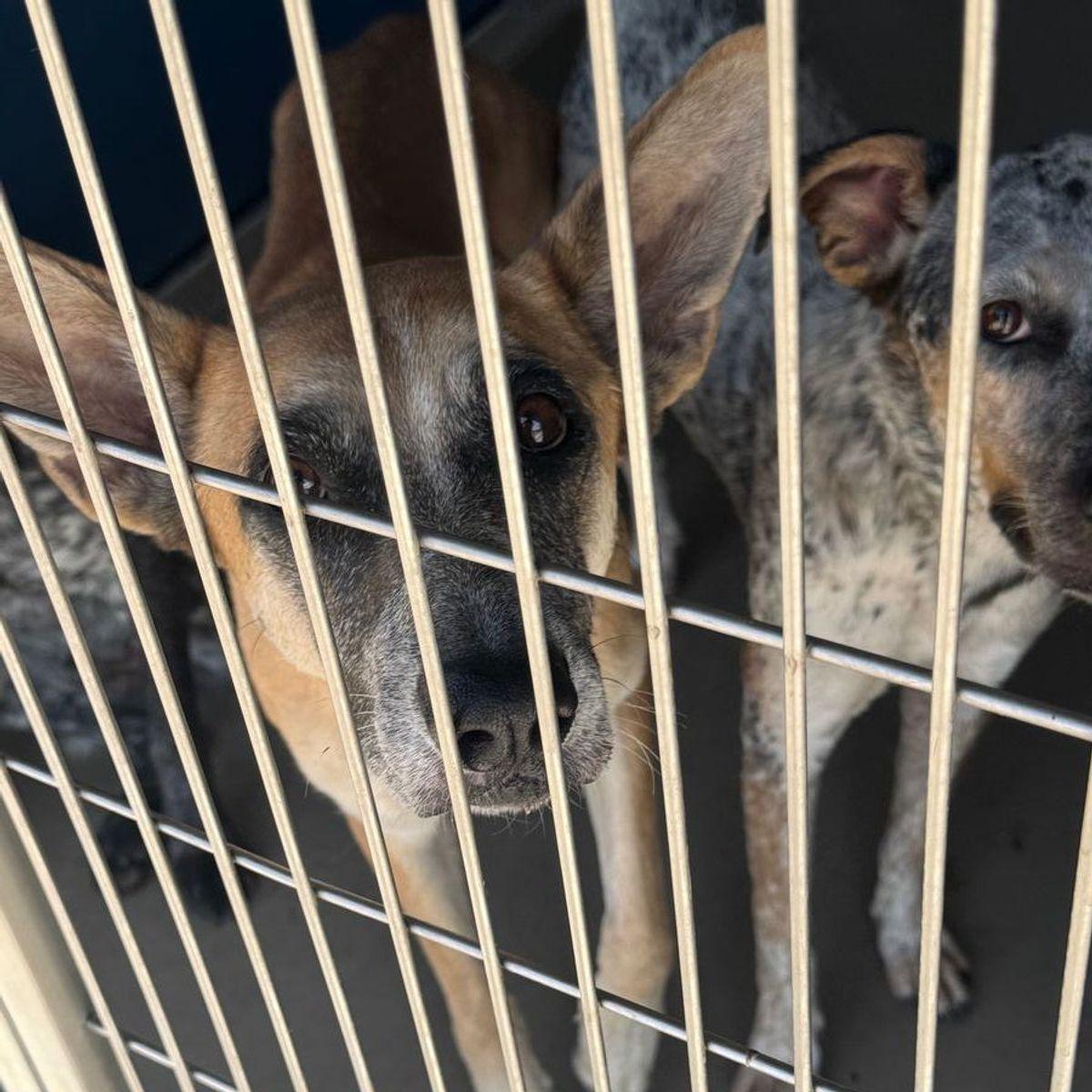 Alexa, Adoptable, Adult Female Cattle Dog.