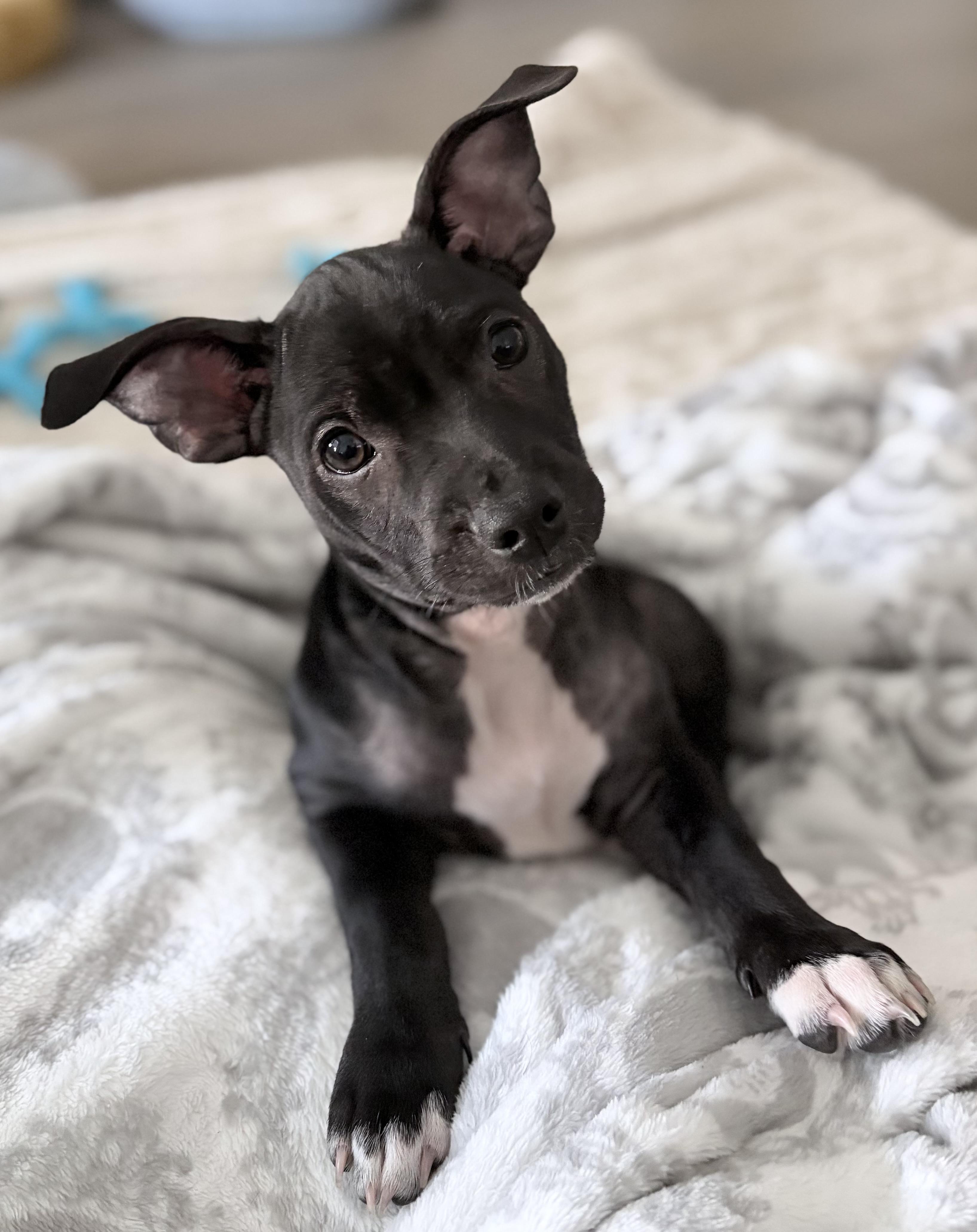 Journey, a Adoptable mixed breed in Coppell, TX image 2/6
