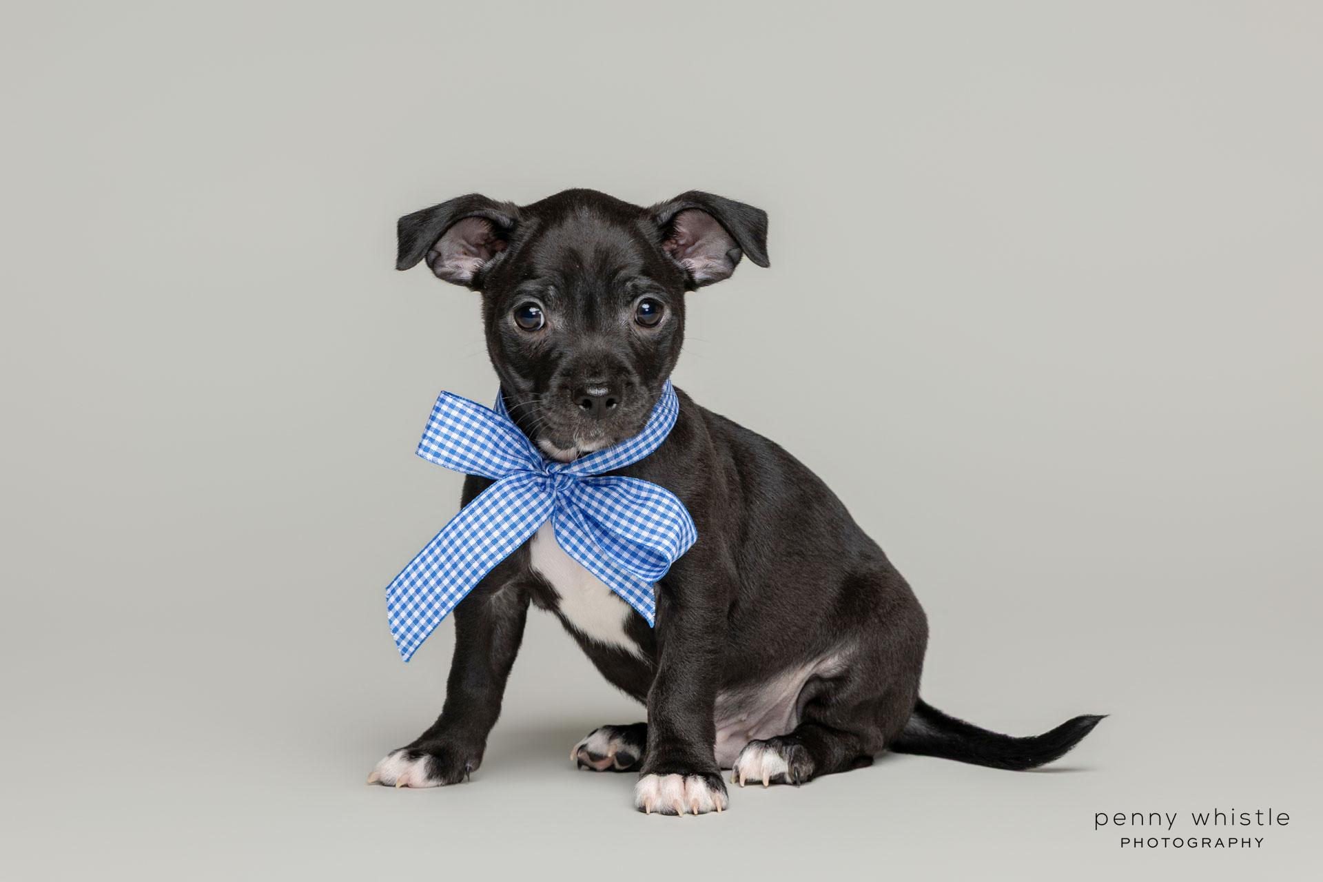 Journey, a Adoptable mixed breed in Coppell, TX image 4/6