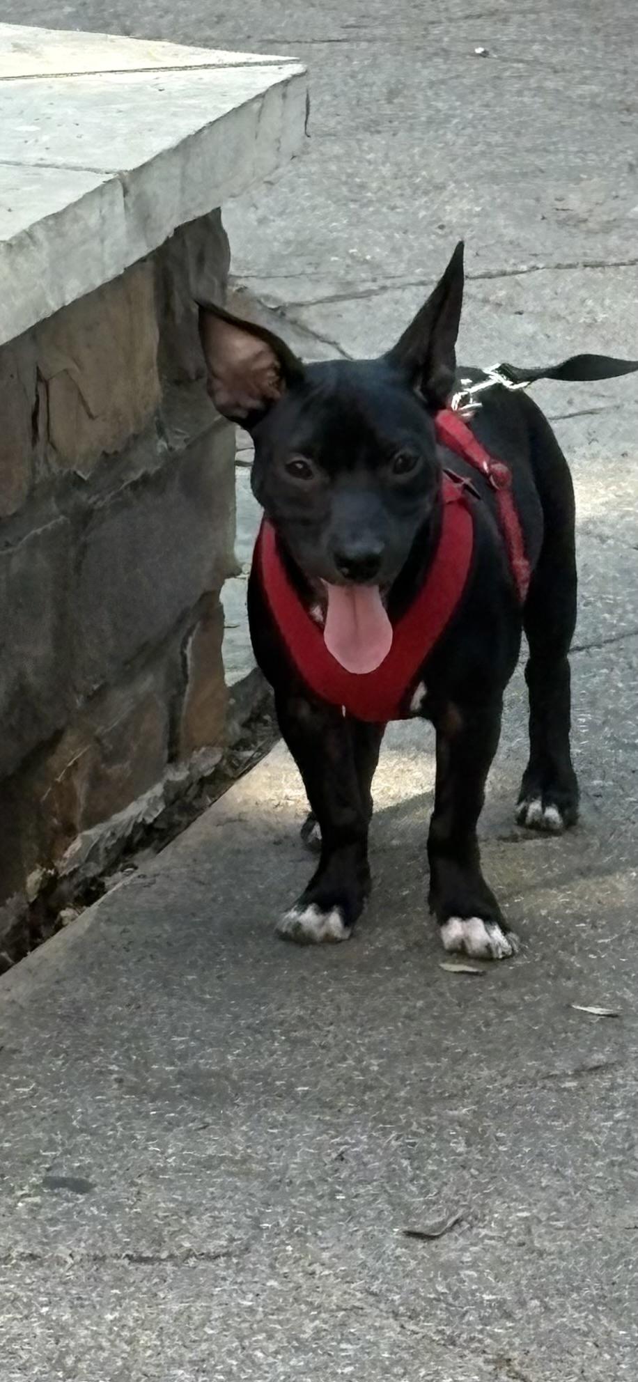 Journey, Adoptable, Puppy Male Terrier.