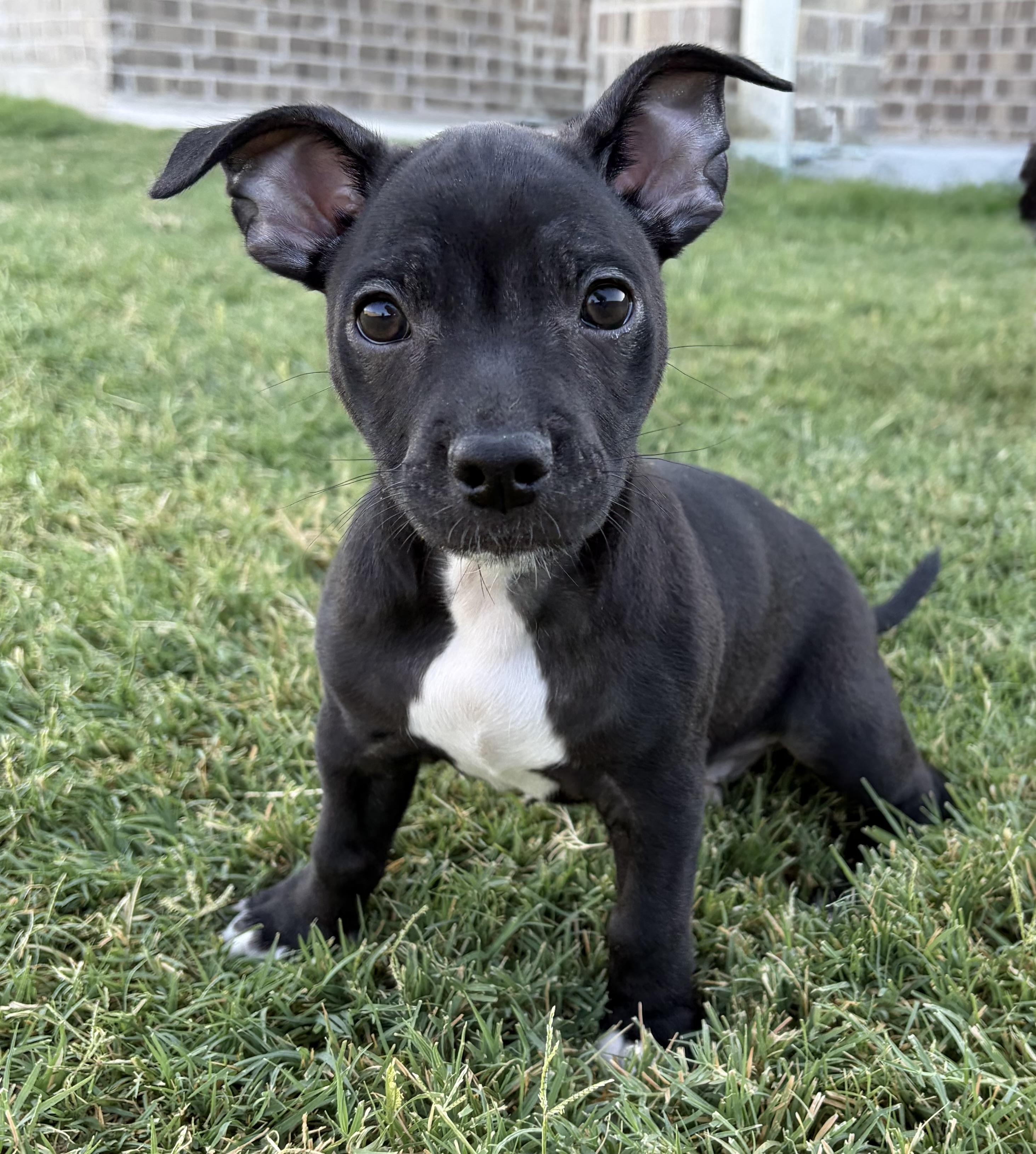 Journey, Adoptable, Puppy Male Terrier.