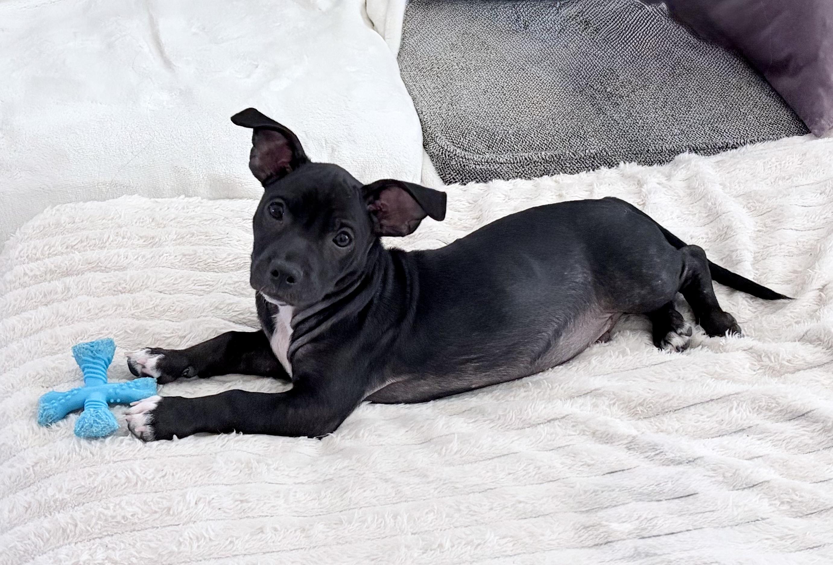 Journey, a Adoptable mixed breed in Coppell, TX image 3/6