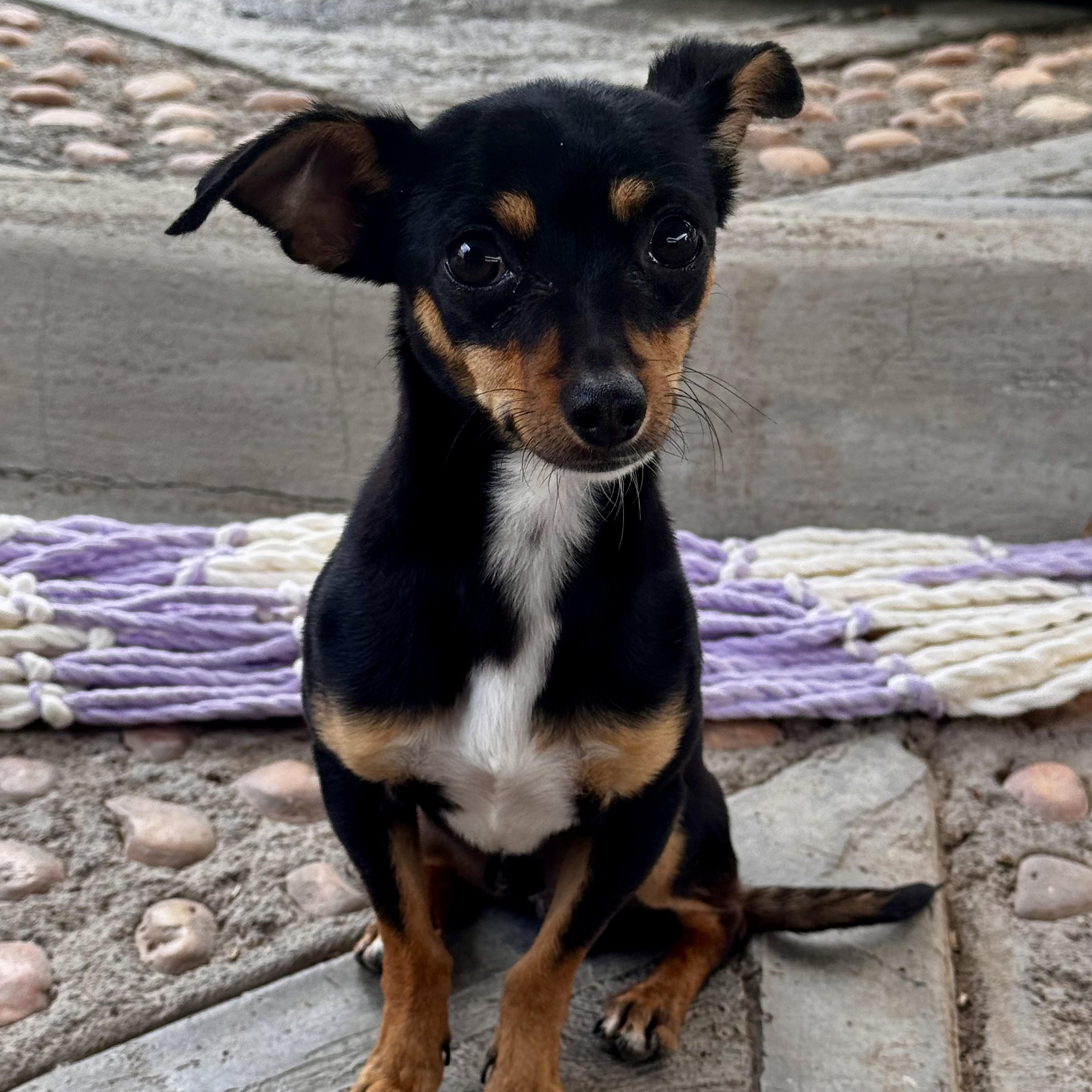 Aladdin, an adopted mixed breed in Willington, CT image 4/6