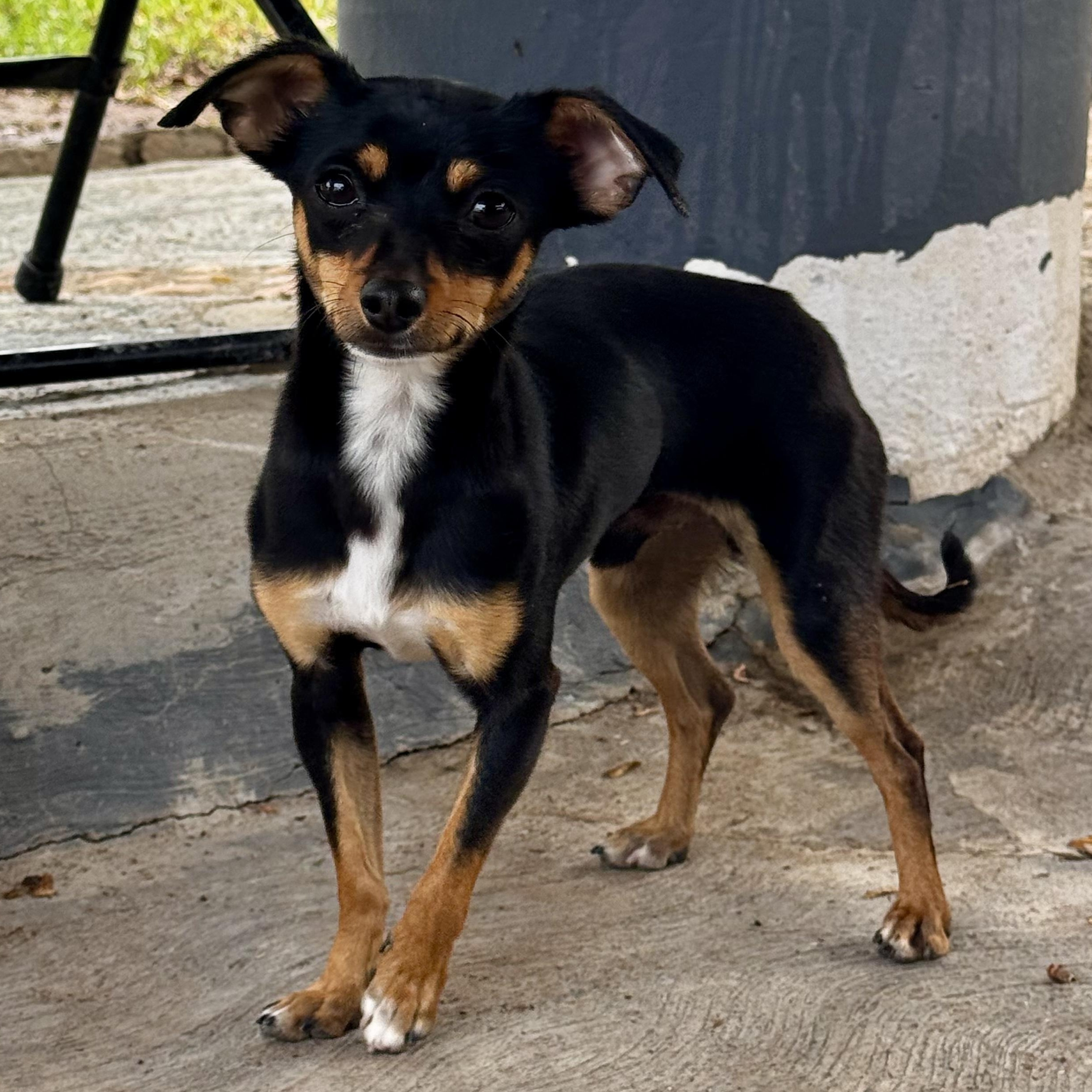 Aladdin, adopted, Young Male Chihuahua.