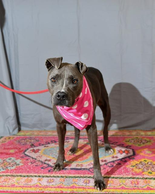 Enlarge Claire, a Adoptable mixed breed in Aitkin, MN image 4/5